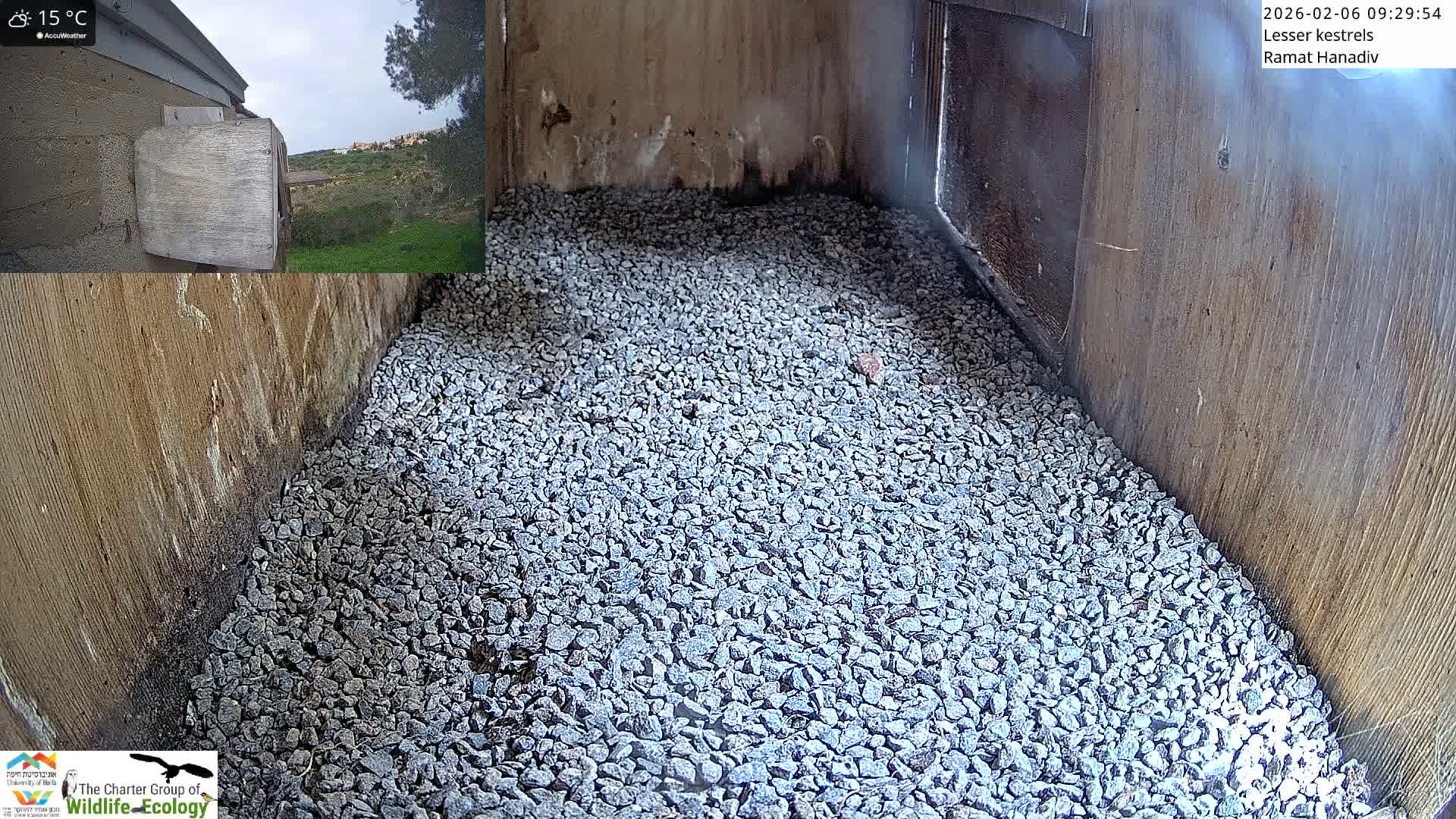 Ramat Hanadiv Plateau & Lesser Kestrel Feeding Live Cam - Ramat Hanadiv, Zikhron Ya'akov, Haifa, Israel