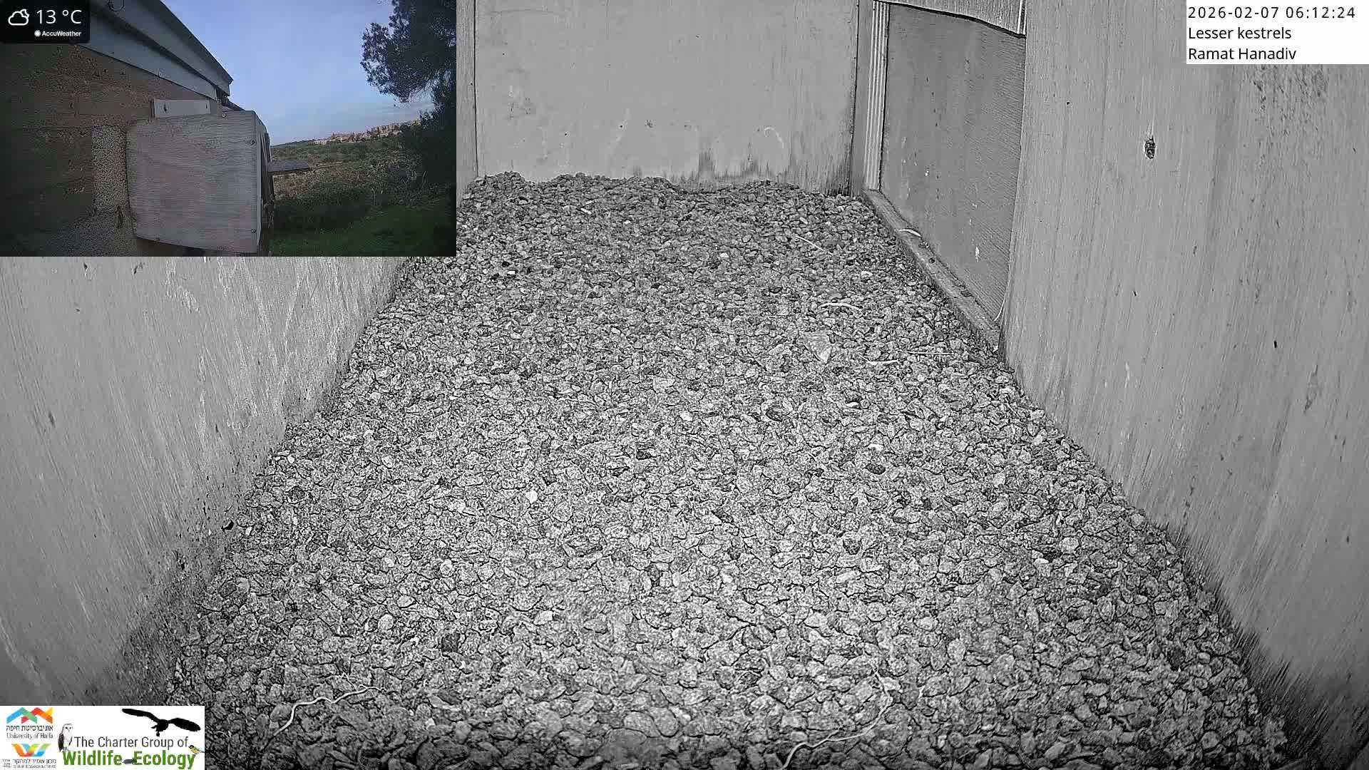 Ramat Hanadiv Plateau & Lesser Kestrel Feeding Live Cam - Ramat Hanadiv, Zikhron Ya'akov, Haifa, Israel