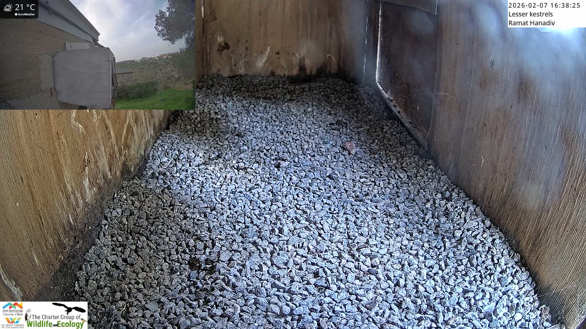 Ramat Hanadiv Plateau & Lesser Kestrel Feeding Live Cam - Ramat Hanadiv, Zikhron Ya'akov, Haifa, Israel