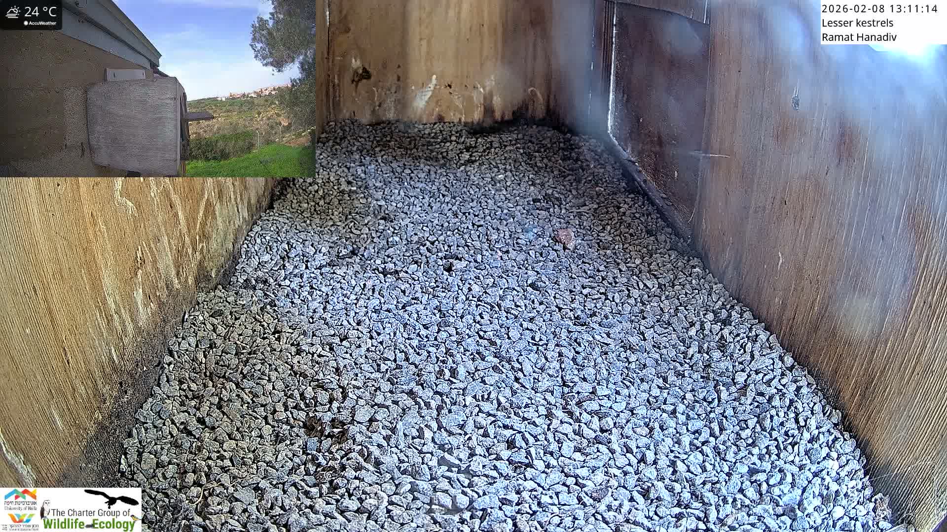 Ramat Hanadiv Plateau & Lesser Kestrel Feeding Live Cam - Ramat Hanadiv, Zikhron Ya'akov, Haifa, Israel