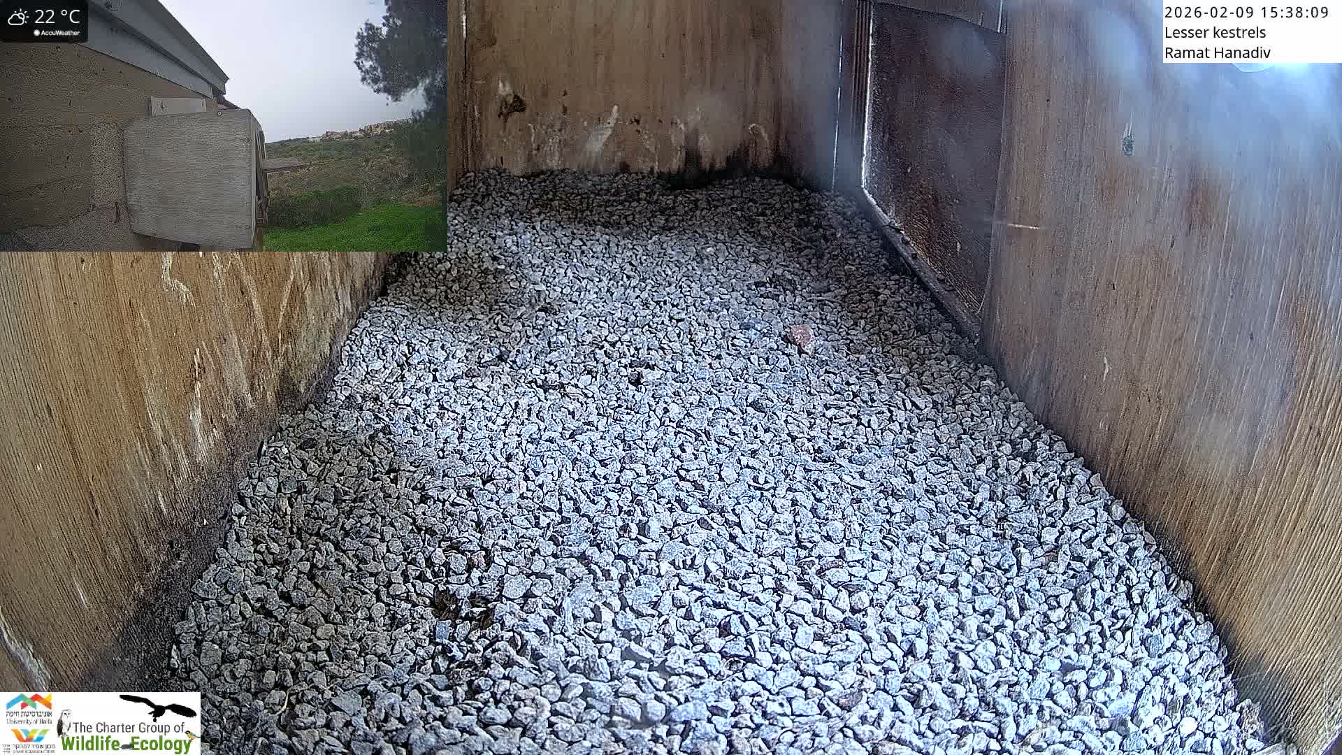 Ramat Hanadiv Plateau & Lesser Kestrel Feeding Live Cam - Ramat Hanadiv, Zikhron Ya'akov, Haifa, Israel