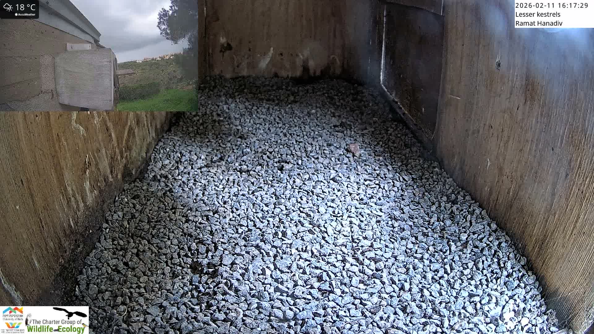 Ramat Hanadiv Plateau & Lesser Kestrel Feeding Live Cam - Ramat Hanadiv, Zikhron Ya'akov, Haifa, Israel