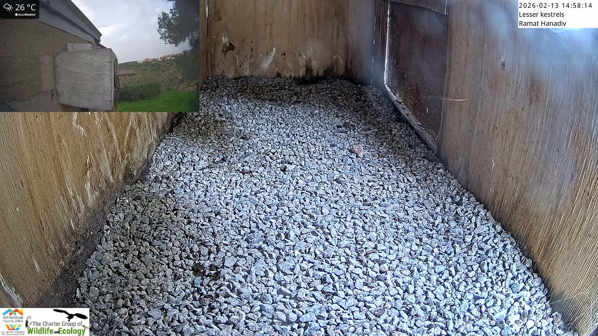 Ramat Hanadiv Plateau & Lesser Kestrel Feeding Live Cam - Ramat Hanadiv, Zikhron Ya'akov, Haifa, Israel