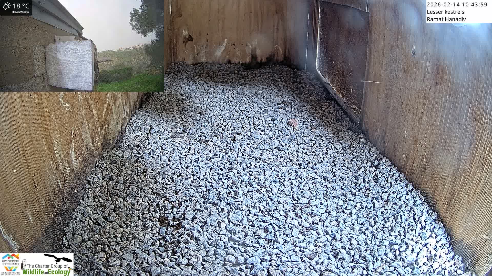 Ramat Hanadiv Plateau & Lesser Kestrel Feeding Live Cam - Ramat Hanadiv, Zikhron Ya'akov, Haifa, Israel
