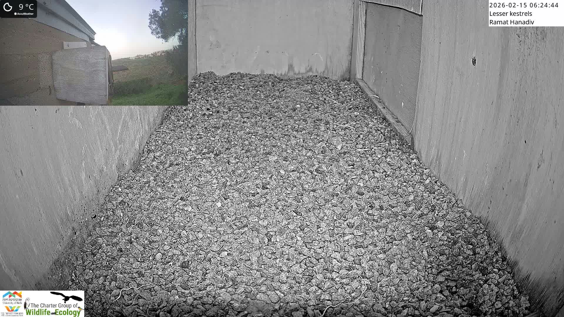 Ramat Hanadiv Plateau & Lesser Kestrel Feeding Live Cam - Ramat Hanadiv, Zikhron Ya'akov, Haifa, Israel