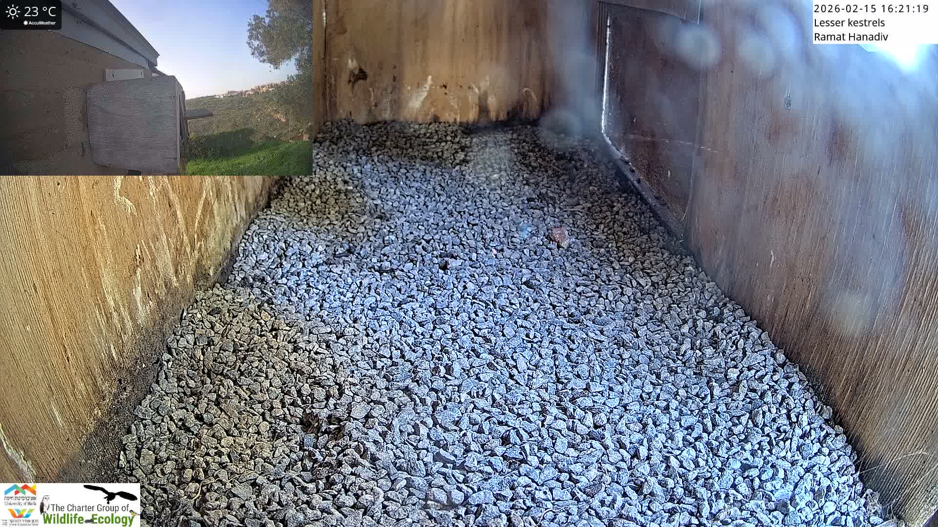 Ramat Hanadiv Plateau & Lesser Kestrel Feeding Live Cam - Ramat Hanadiv, Zikhron Ya'akov, Haifa, Israel