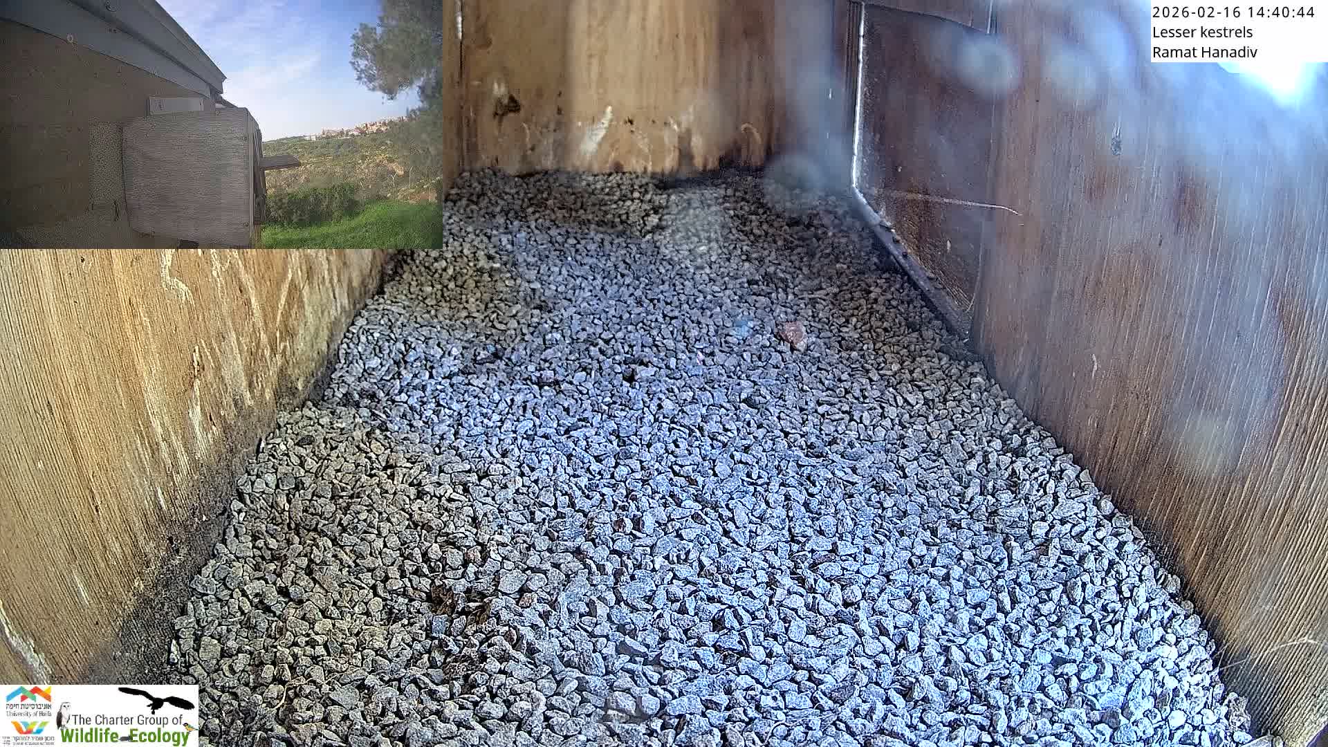 Ramat Hanadiv Plateau & Lesser Kestrel Feeding Live Cam - Ramat Hanadiv, Zikhron Ya'akov, Haifa, Israel