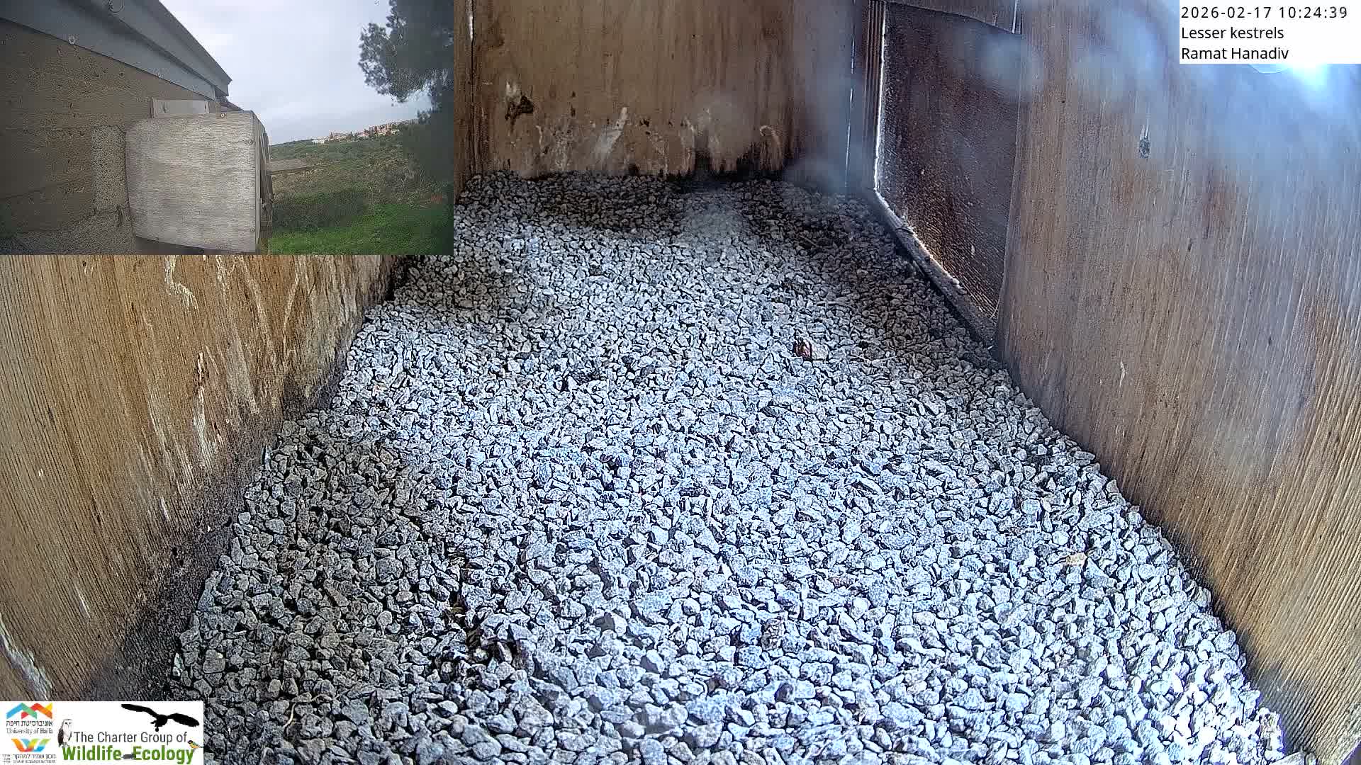 Ramat Hanadiv Plateau & Lesser Kestrel Feeding Live Cam - Ramat Hanadiv, Zikhron Ya'akov, Haifa, Israel
