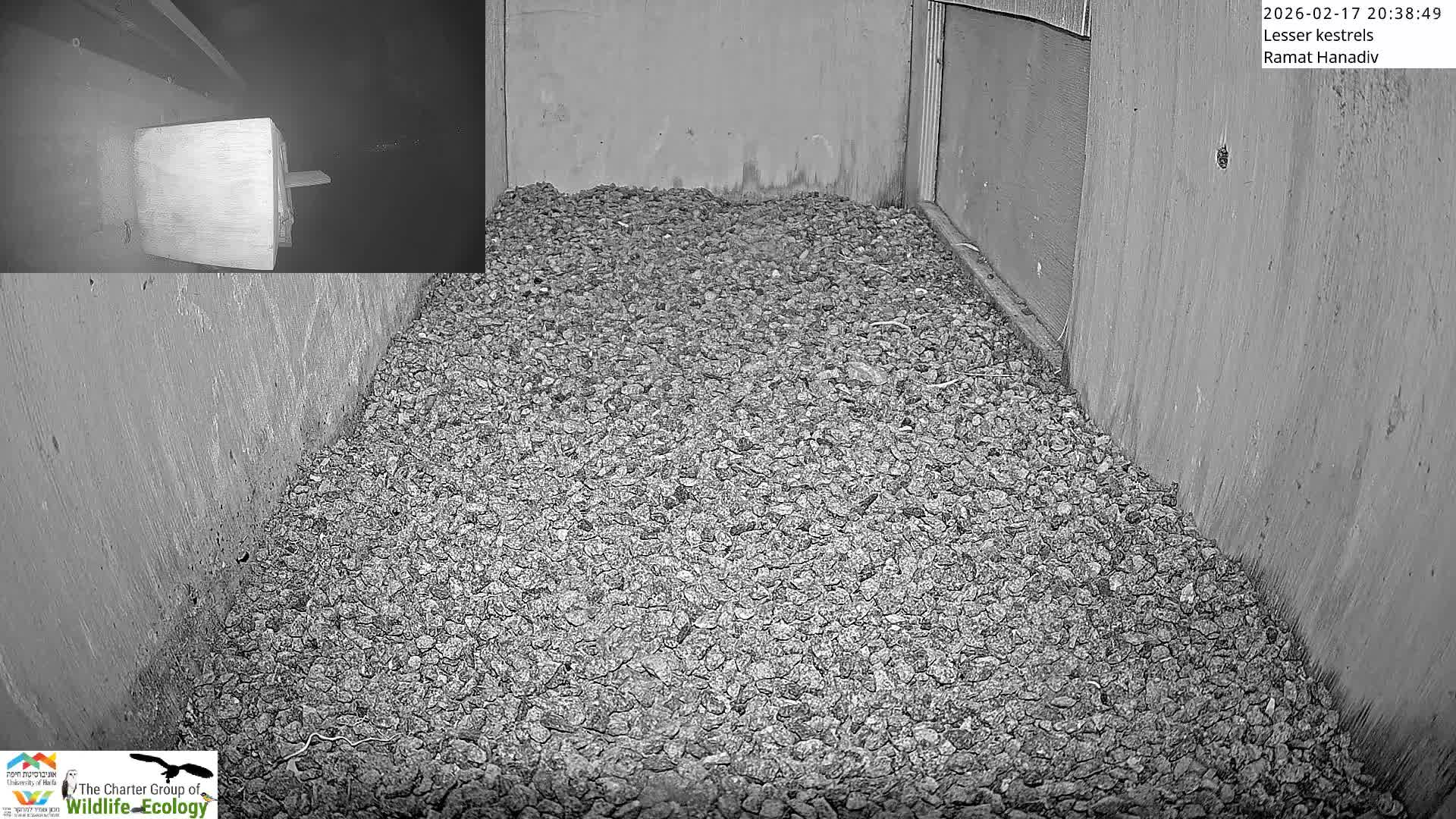 Ramat Hanadiv Plateau & Lesser Kestrel Feeding Live Cam - Ramat Hanadiv, Zikhron Ya'akov, Haifa, Israel