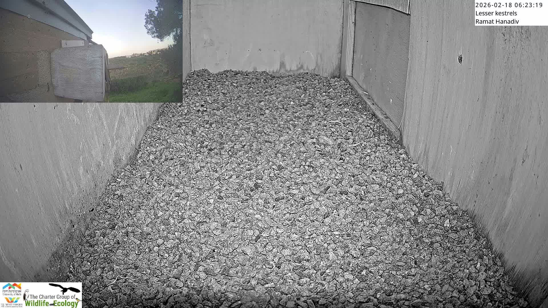 Ramat Hanadiv Plateau & Lesser Kestrel Feeding Live Cam - Ramat Hanadiv, Zikhron Ya'akov, Haifa, Israel