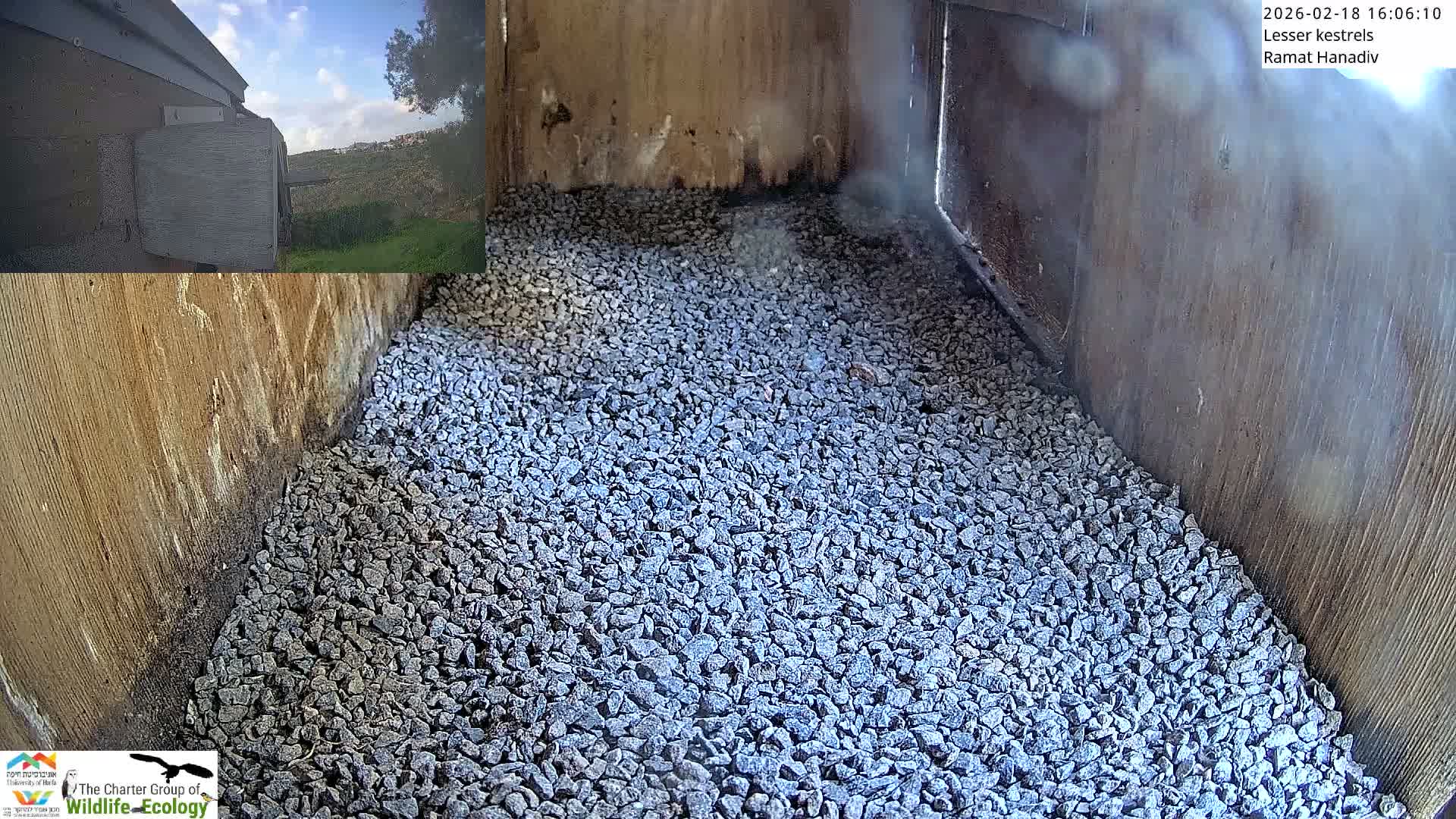 Ramat Hanadiv Plateau & Lesser Kestrel Feeding Live Cam - Ramat Hanadiv, Zikhron Ya'akov, Haifa, Israel