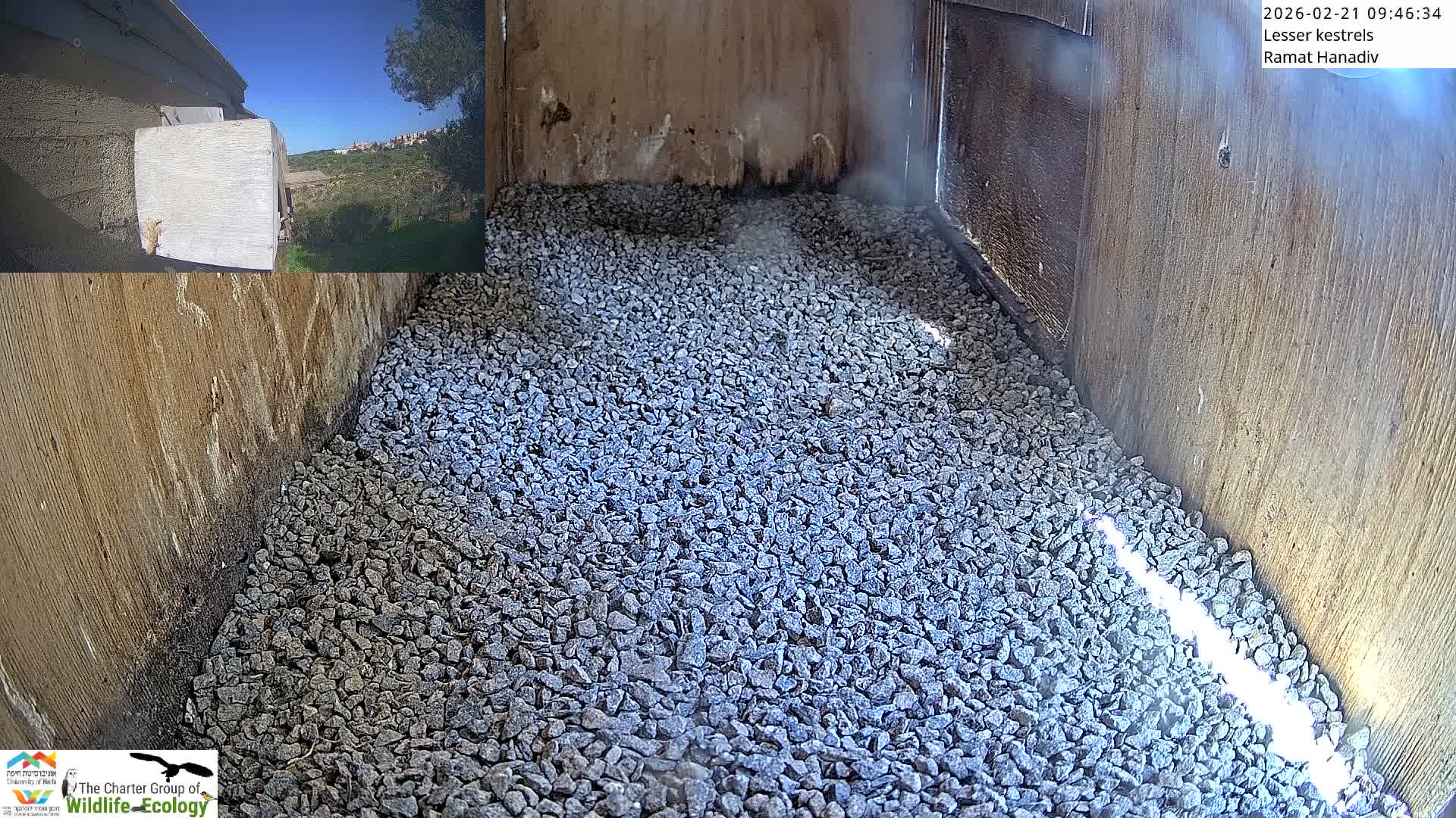 Ramat Hanadiv Plateau & Lesser Kestrel Feeding Live Cam - Ramat Hanadiv, Zikhron Ya'akov, Haifa, Israel