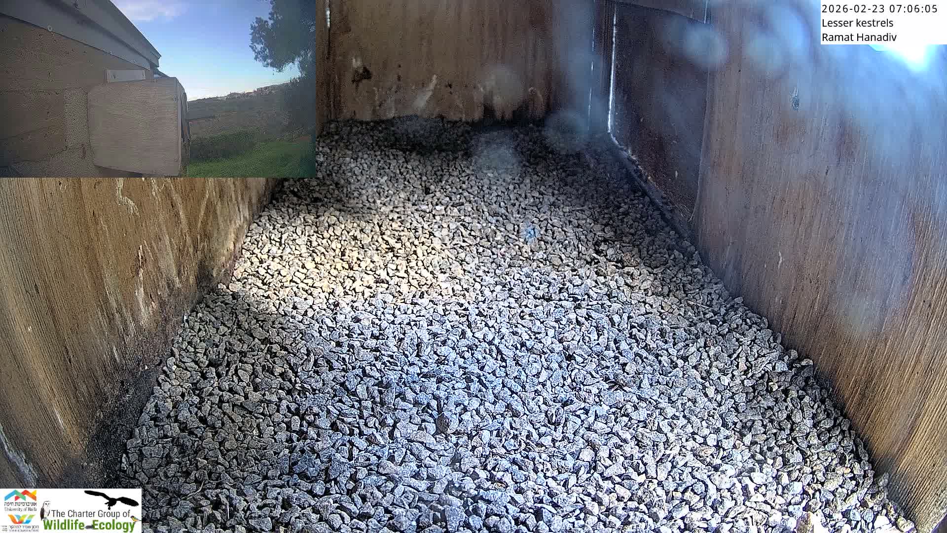 Ramat Hanadiv Plateau & Lesser Kestrel Feeding Live Cam - Ramat Hanadiv, Zikhron Ya'akov, Haifa, Israel