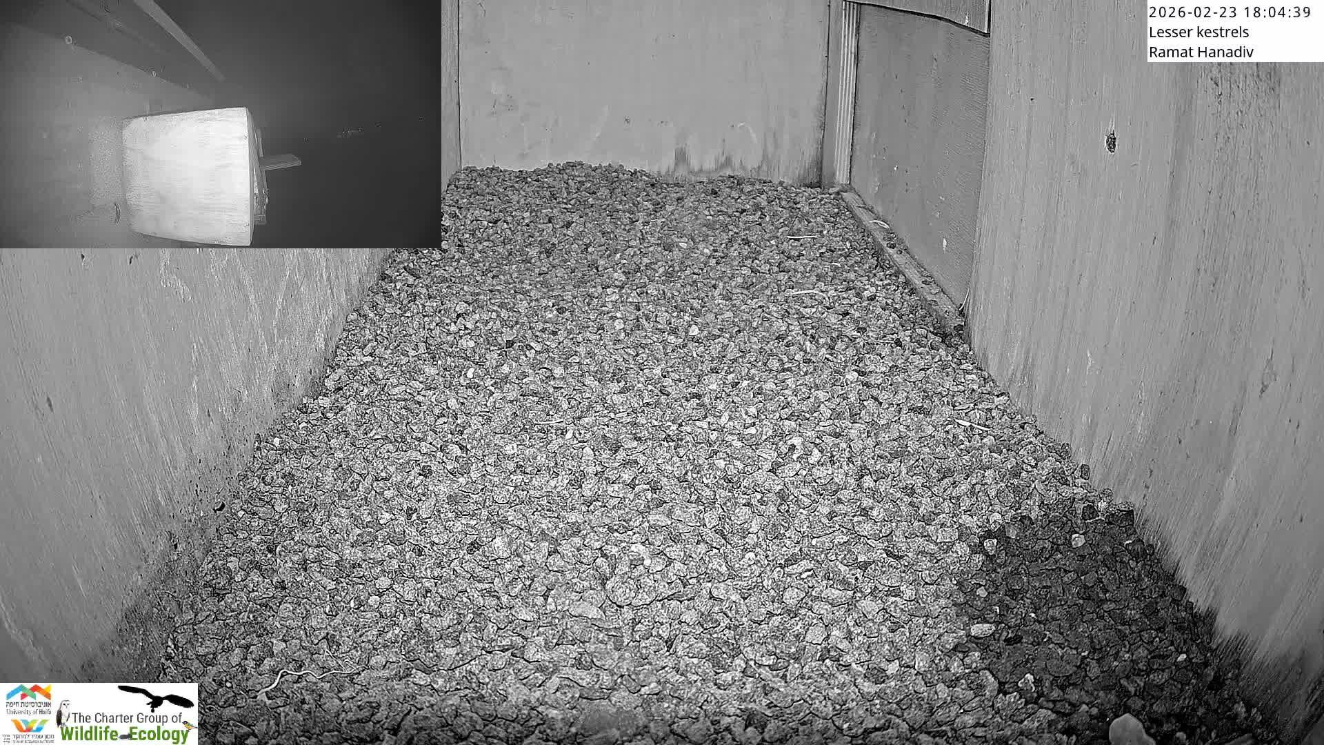 Ramat Hanadiv Plateau & Lesser Kestrel Feeding Live Cam - Ramat Hanadiv, Zikhron Ya'akov, Haifa, Israel