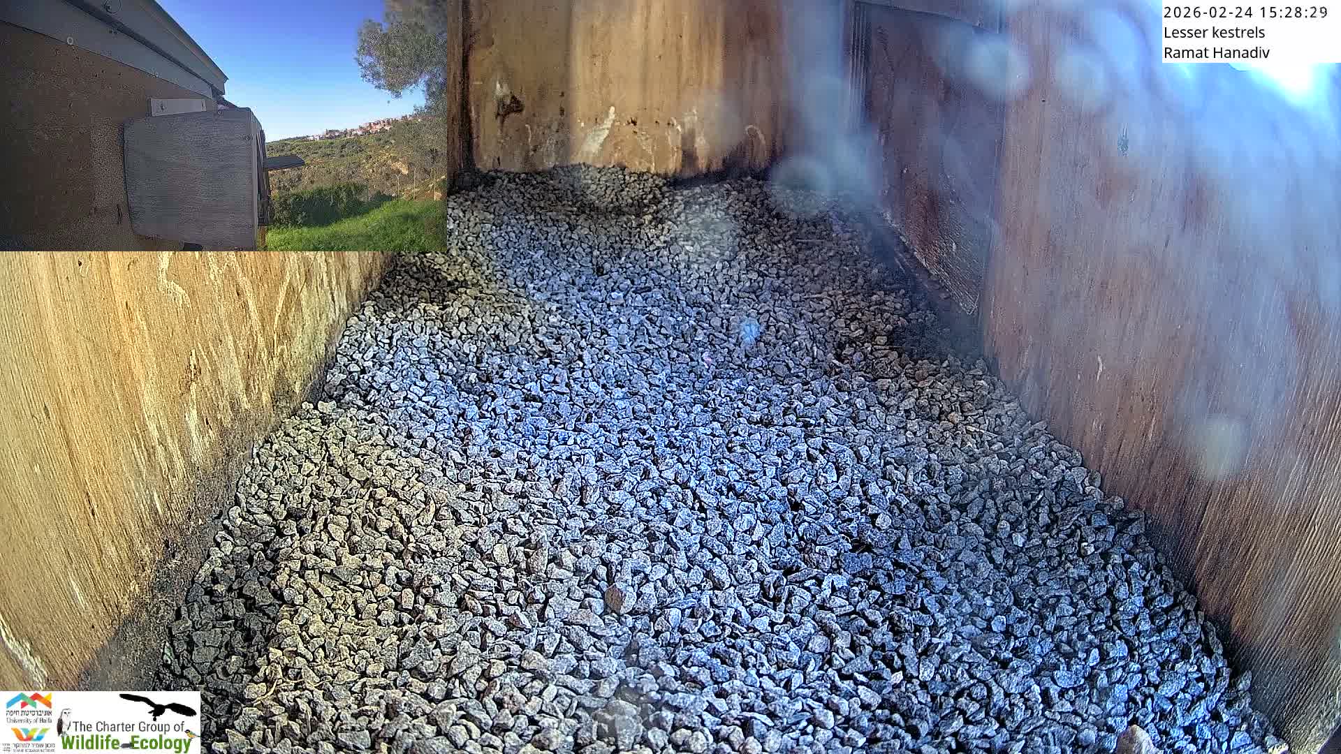 Ramat Hanadiv Plateau & Lesser Kestrel Feeding Live Cam - Ramat Hanadiv, Zikhron Ya'akov, Haifa, Israel