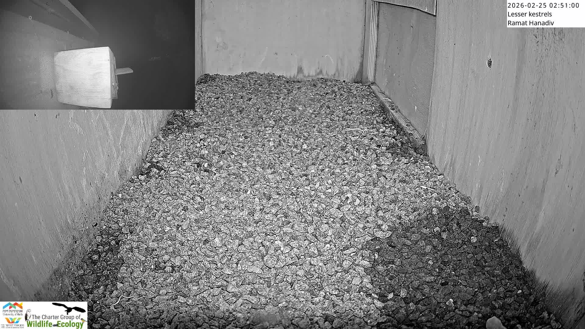 Ramat Hanadiv Plateau & Lesser Kestrel Feeding Live Cam - Ramat Hanadiv, Zikhron Ya'akov, Haifa, Israel