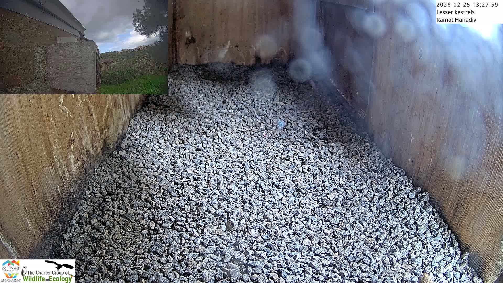 Ramat Hanadiv Plateau & Lesser Kestrel Feeding Live Cam - Ramat Hanadiv, Zikhron Ya'akov, Haifa, Israel