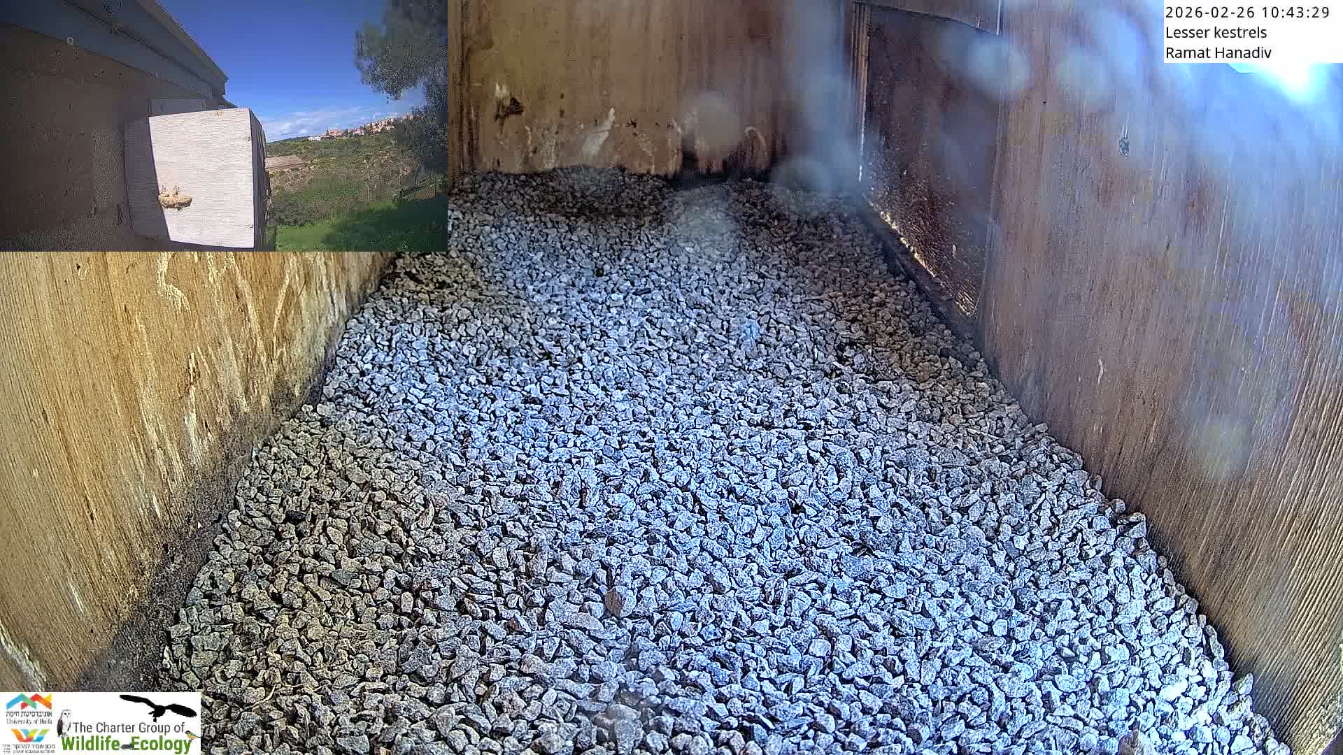 Ramat Hanadiv Plateau & Lesser Kestrel Feeding Live Cam - Ramat Hanadiv, Zikhron Ya'akov, Haifa, Israel