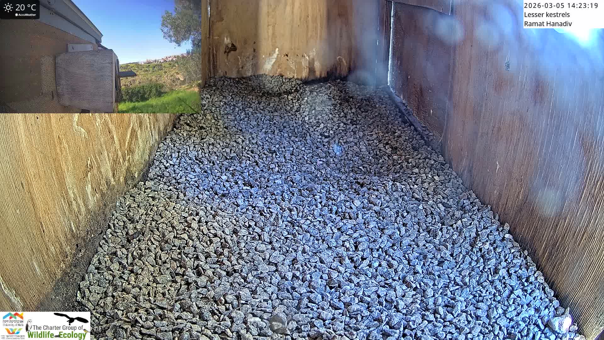 Ramat Hanadiv Plateau & Lesser Kestrel Feeding Live Cam - Ramat Hanadiv, Zikhron Ya'akov, Haifa, Israel