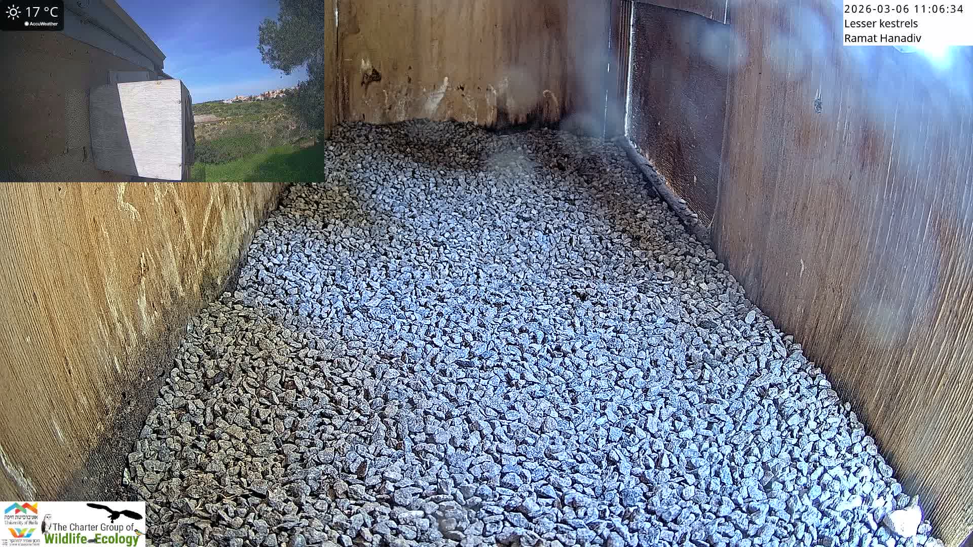 Ramat Hanadiv Plateau & Lesser Kestrel Feeding Live Cam - Ramat Hanadiv, Zikhron Ya'akov, Haifa, Israel