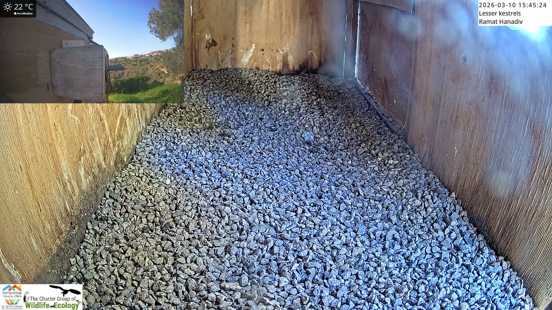 Ramat Hanadiv Plateau & Lesser Kestrel Feeding Live Cam - Ramat Hanadiv, Zikhron Ya'akov, Haifa, Israel