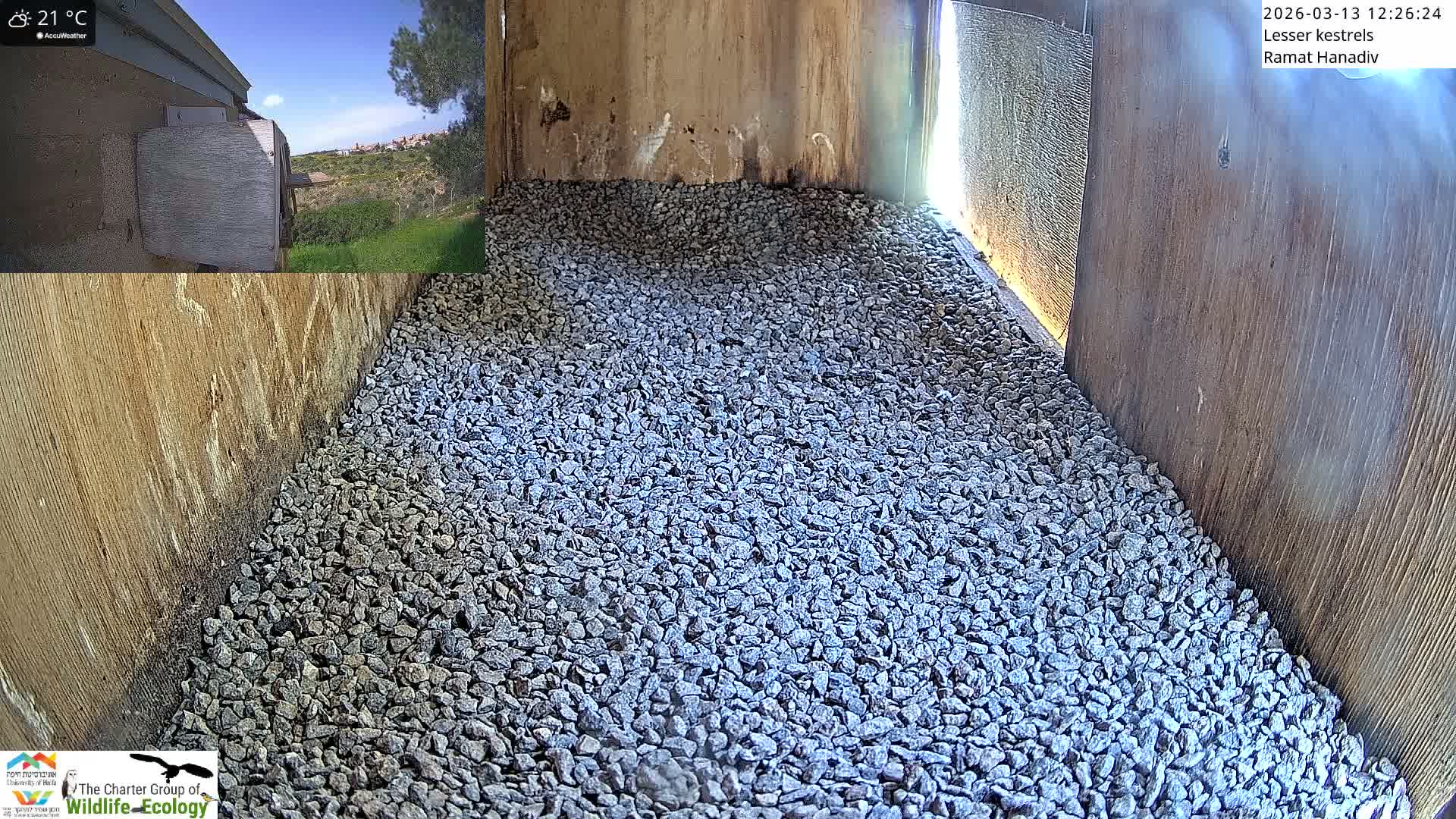 Ramat Hanadiv Plateau & Lesser Kestrel Feeding Live Cam - Ramat Hanadiv, Zikhron Ya'akov, Haifa, Israel