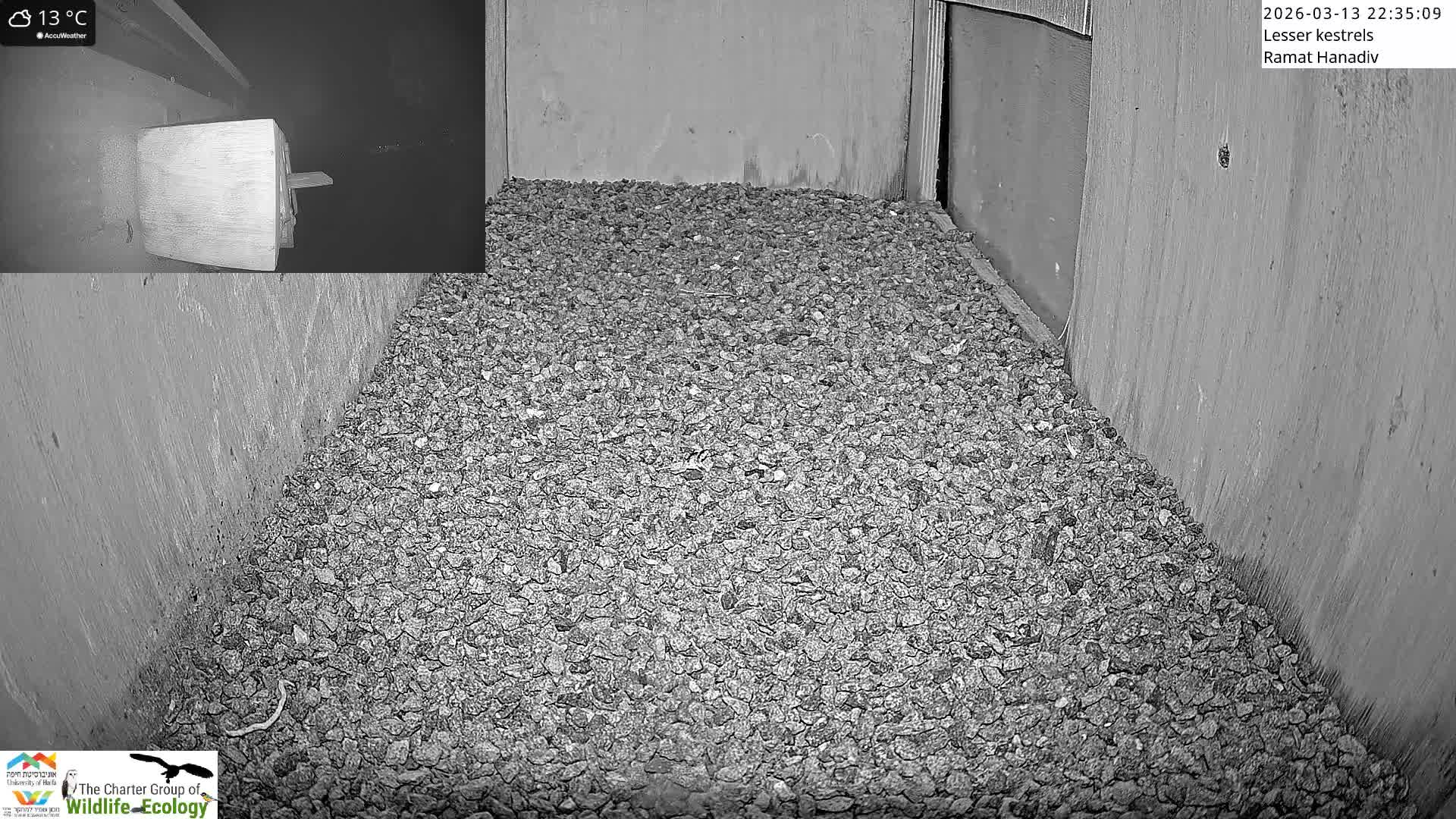 Ramat Hanadiv Plateau & Lesser Kestrel Feeding Live Cam - Ramat Hanadiv, Zikhron Ya'akov, Haifa, Israel
