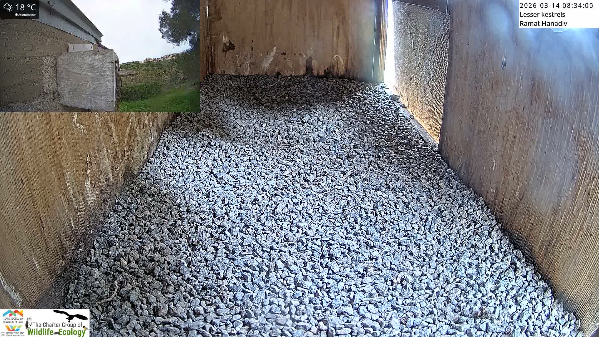 Ramat Hanadiv Plateau & Lesser Kestrel Feeding Live Cam - Ramat Hanadiv, Zikhron Ya'akov, Haifa, Israel