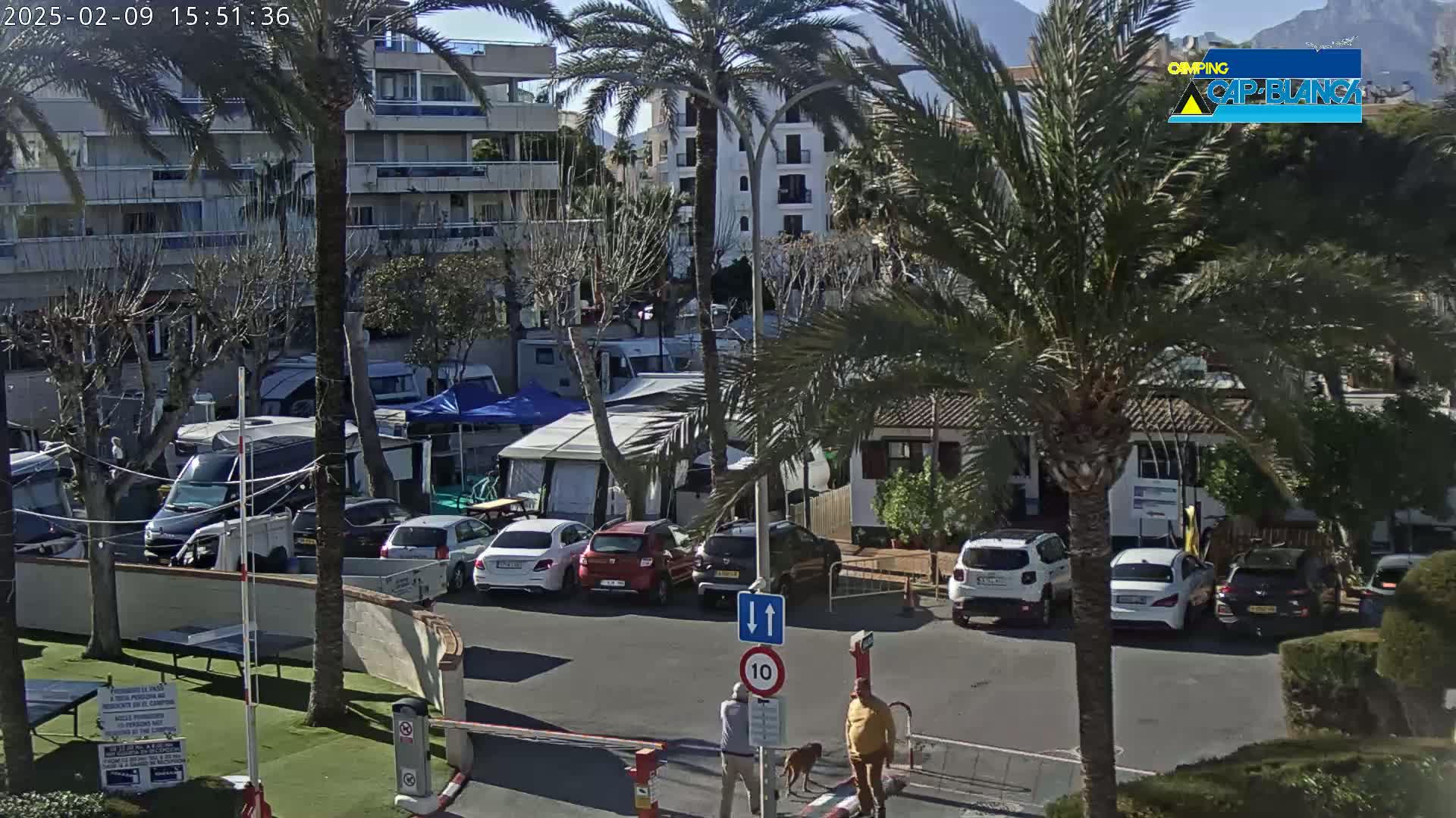 A sunny day at a campground with numerous RVs and cars parked, two people walking a dog, and palm trees scattered throughout.