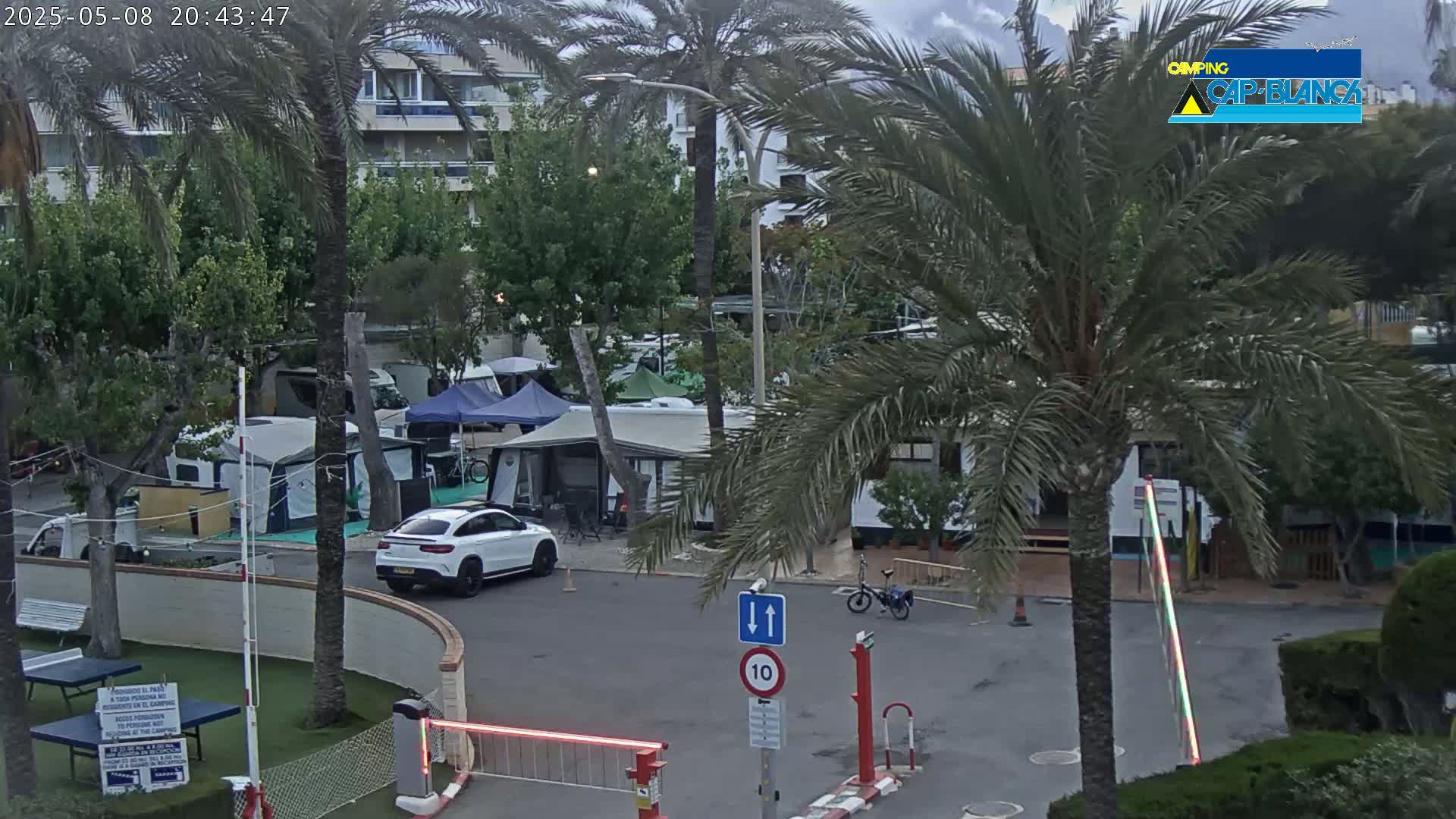 A paved area with campervans and tents is surrounded by palm trees under an overcast sky.