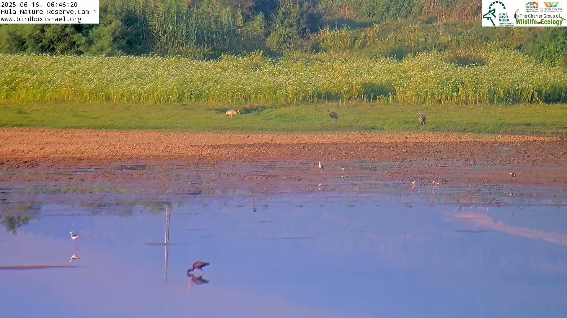 Hula Nature Reserve Bird Life & Israel-Syria Border Golan Hills View Live Cam - Yesud Hamaala, Northern, Israel