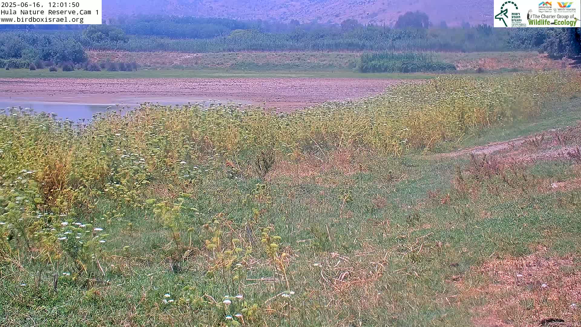 A mostly dry, shallow body of water is bordered by a dense patch of flowering green plants, with a hazy landscape visible in the background.