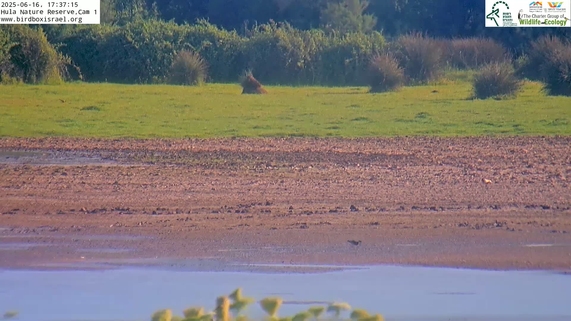 A bird's-eye view shows a grassy field next to a large expanse of reddish-brown mud, which leads to a calm body of water;  the scene is outdoors in daylight.