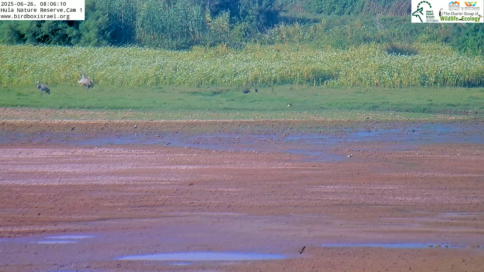 Hula Nature Reserve Bird Life & Israel-Syria Border Golan Hills & Hermon Mountain/Jabal al Shaykh View Live Cam - Yesud Hamaala, Northern, Israel