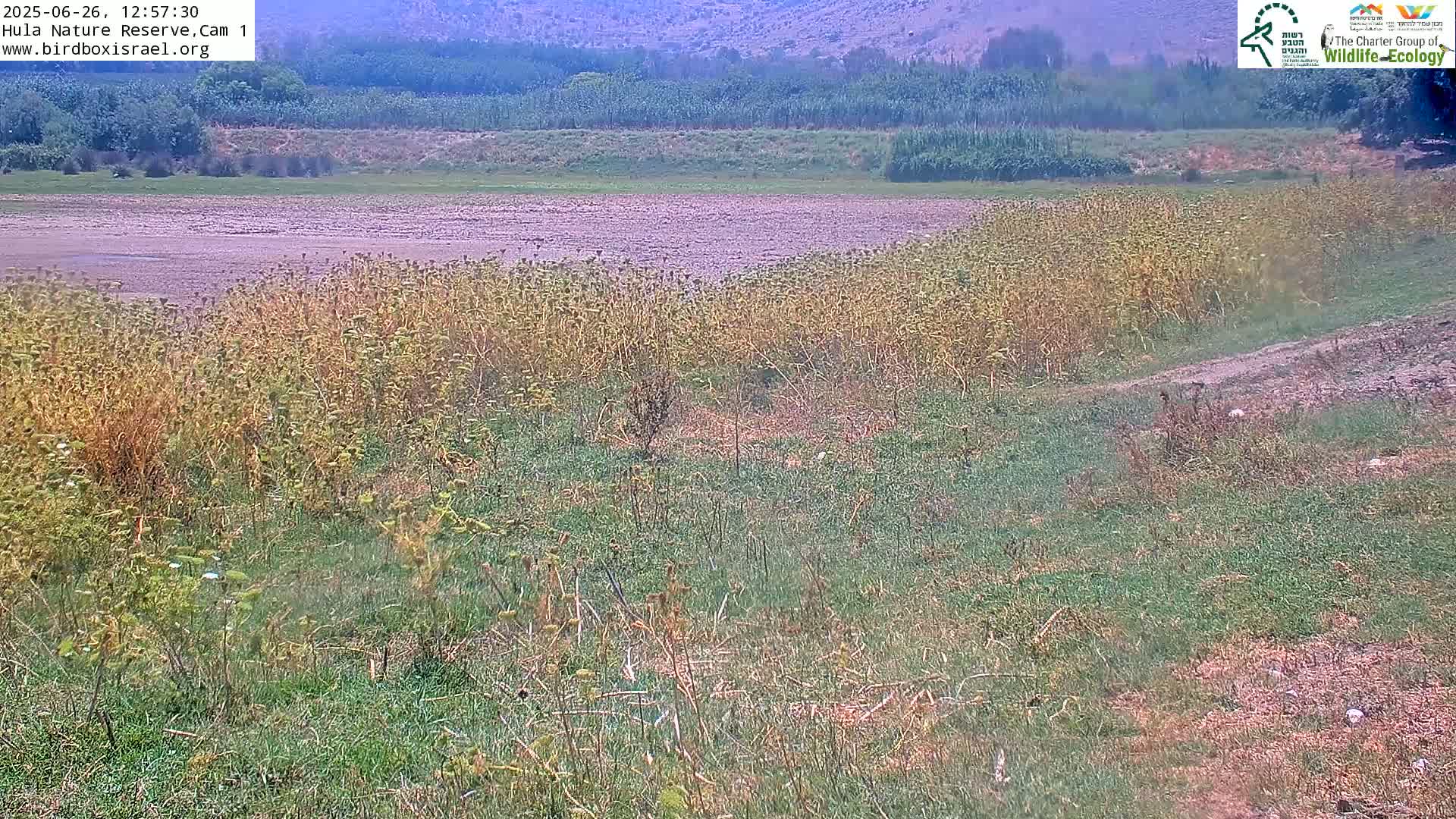 Hula Nature Reserve Bird Life & Israel-Syria Border Golan Hills & Hermon Mountain/Jabal al Shaykh View Live Cam - Yesud Hamaala, Northern, Israel