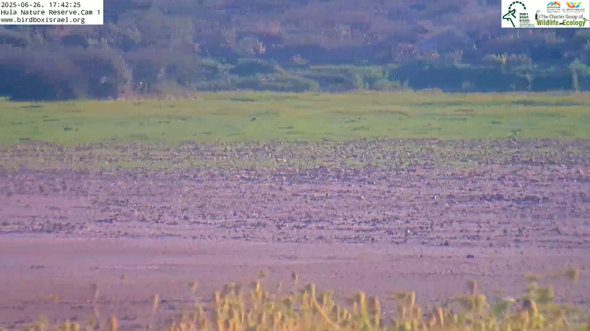 Hula Nature Reserve Bird Life & Israel-Syria Border Golan Hills View Live Cam - Yesud Hamaala, Northern, Israel