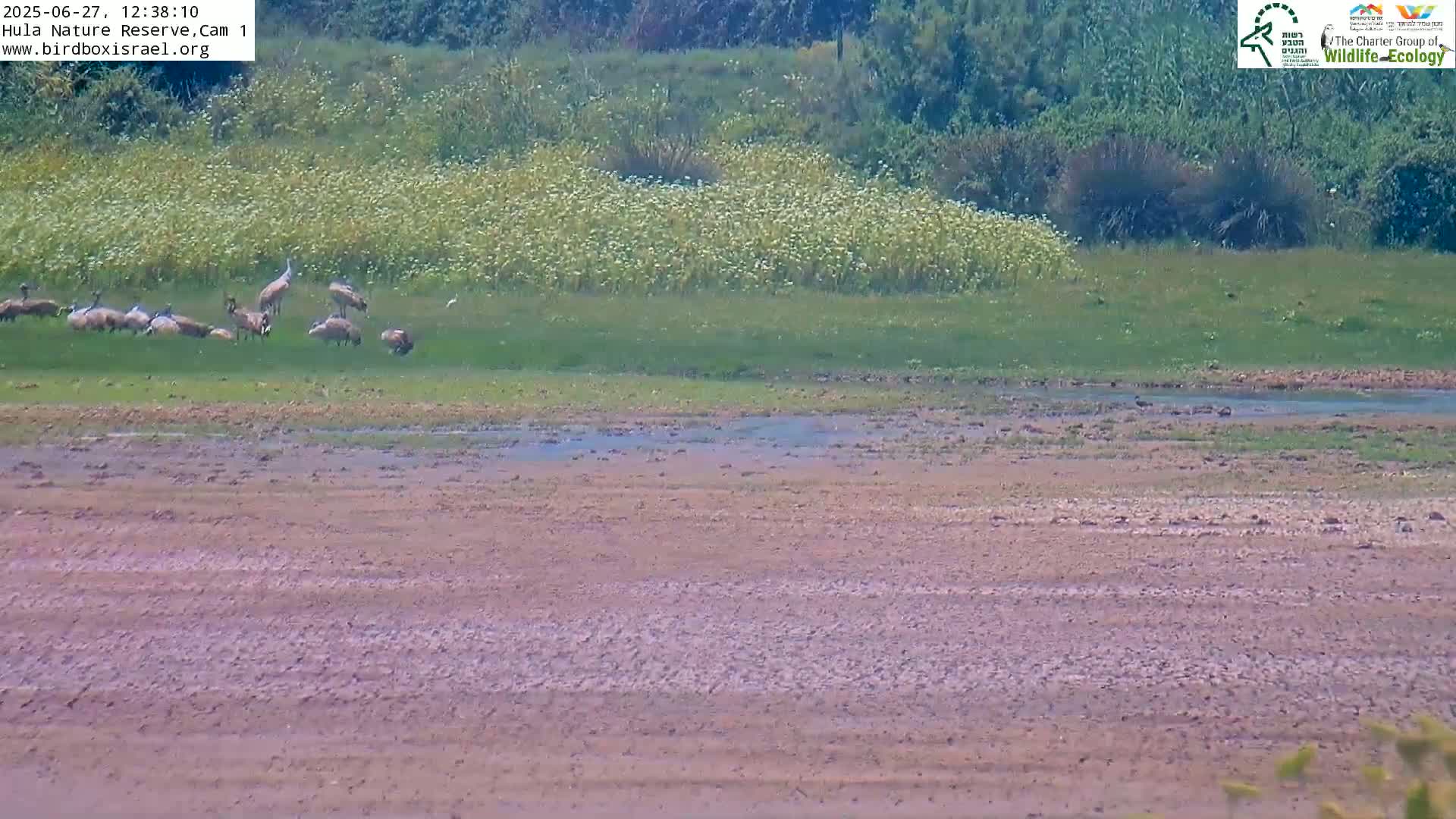 Hula Nature Reserve Bird Life & Israel-Syria Border Golan Hills View Live Cam - Yesud Hamaala, Northern, Israel