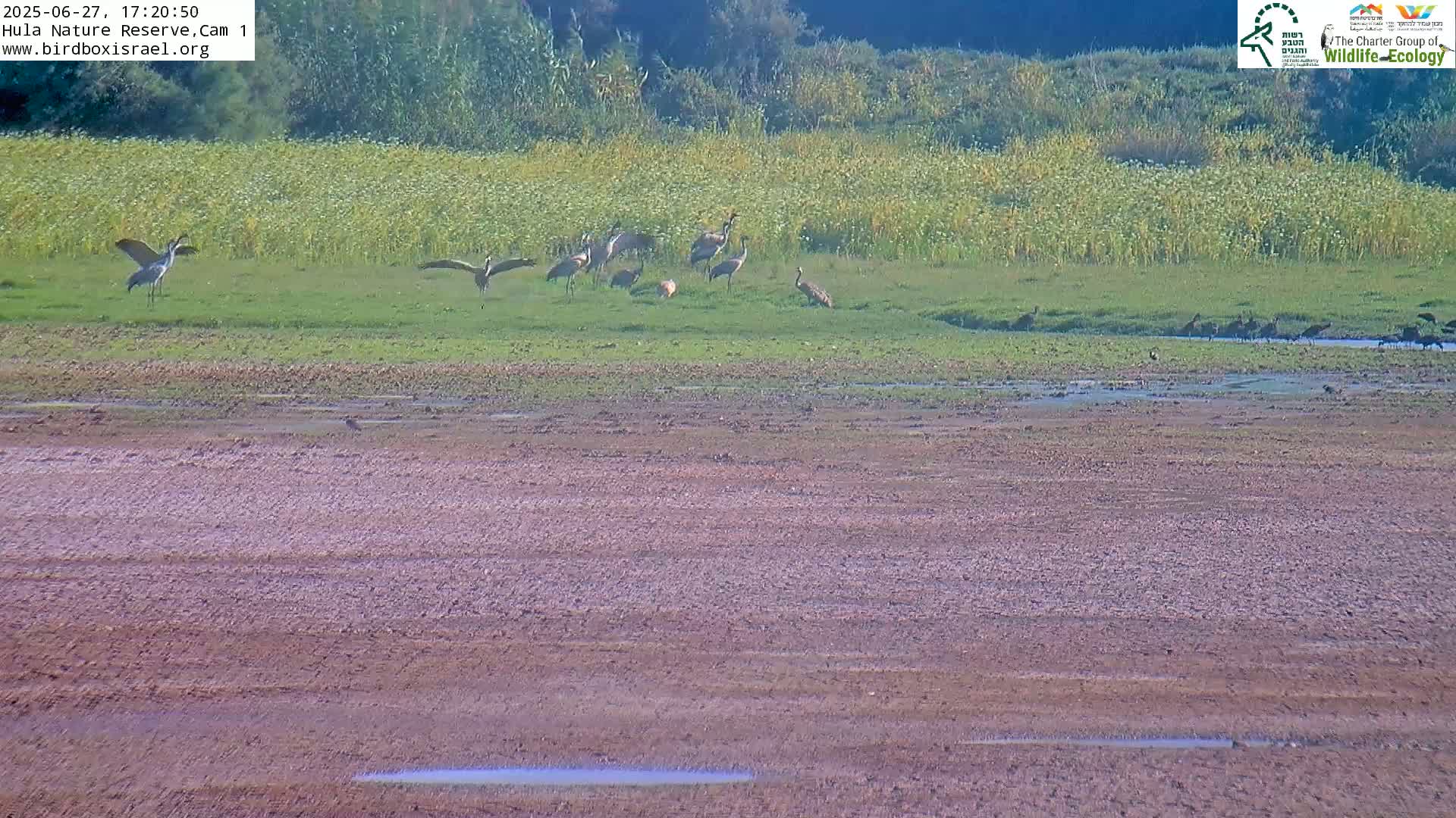 Hula Nature Reserve Bird Life & Israel-Syria Border Golan Hills & Hermon Mountain/Jabal al Shaykh View Live Cam - Yesud Hamaala, Northern, Israel