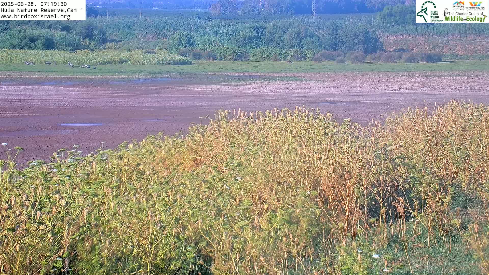Hula Nature Reserve Bird Life & Israel-Syria Border Golan Hills View Live Cam - Yesud Hamaala, Northern, Israel