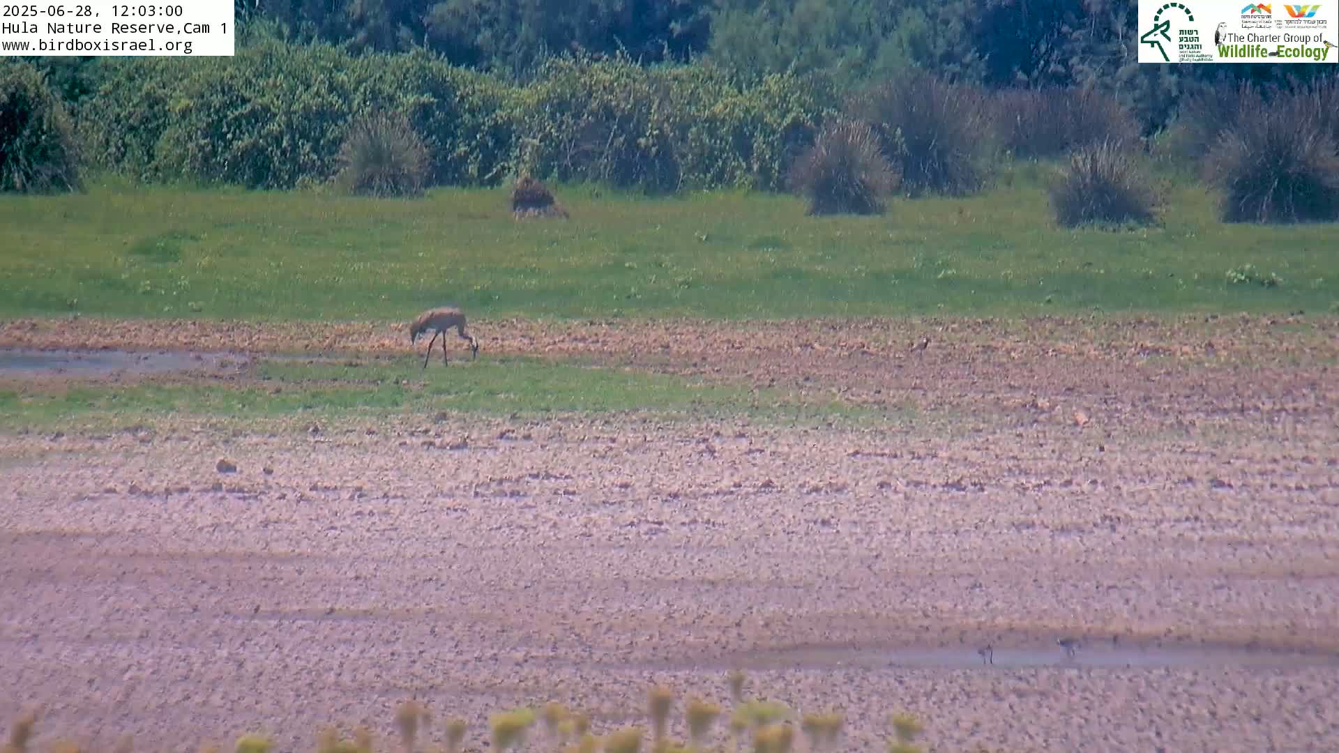 Hula Nature Reserve Bird Life & Israel-Syria Border Golan Hills View Live Cam - Yesud Hamaala, Northern, Israel