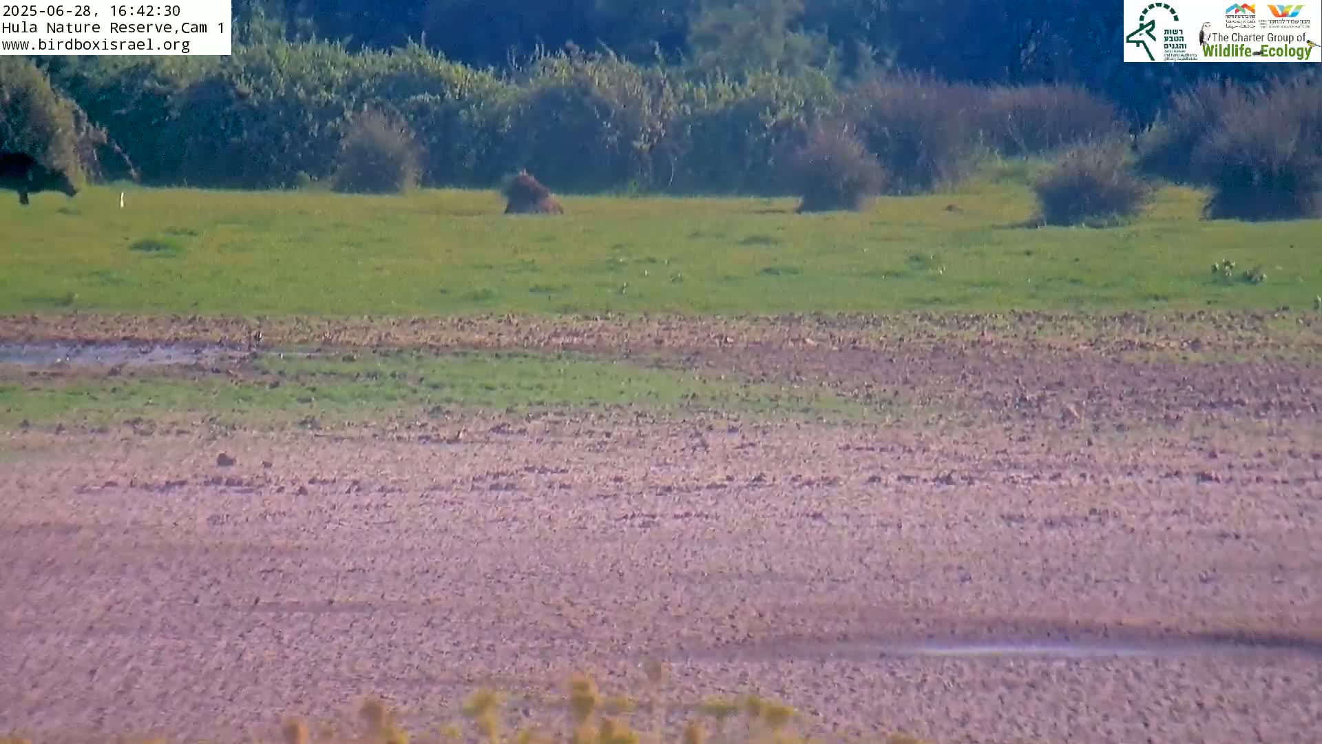 Hula Nature Reserve Bird Life & Israel-Syria Border Golan Hills View Live Cam - Yesud Hamaala, Northern, Israel