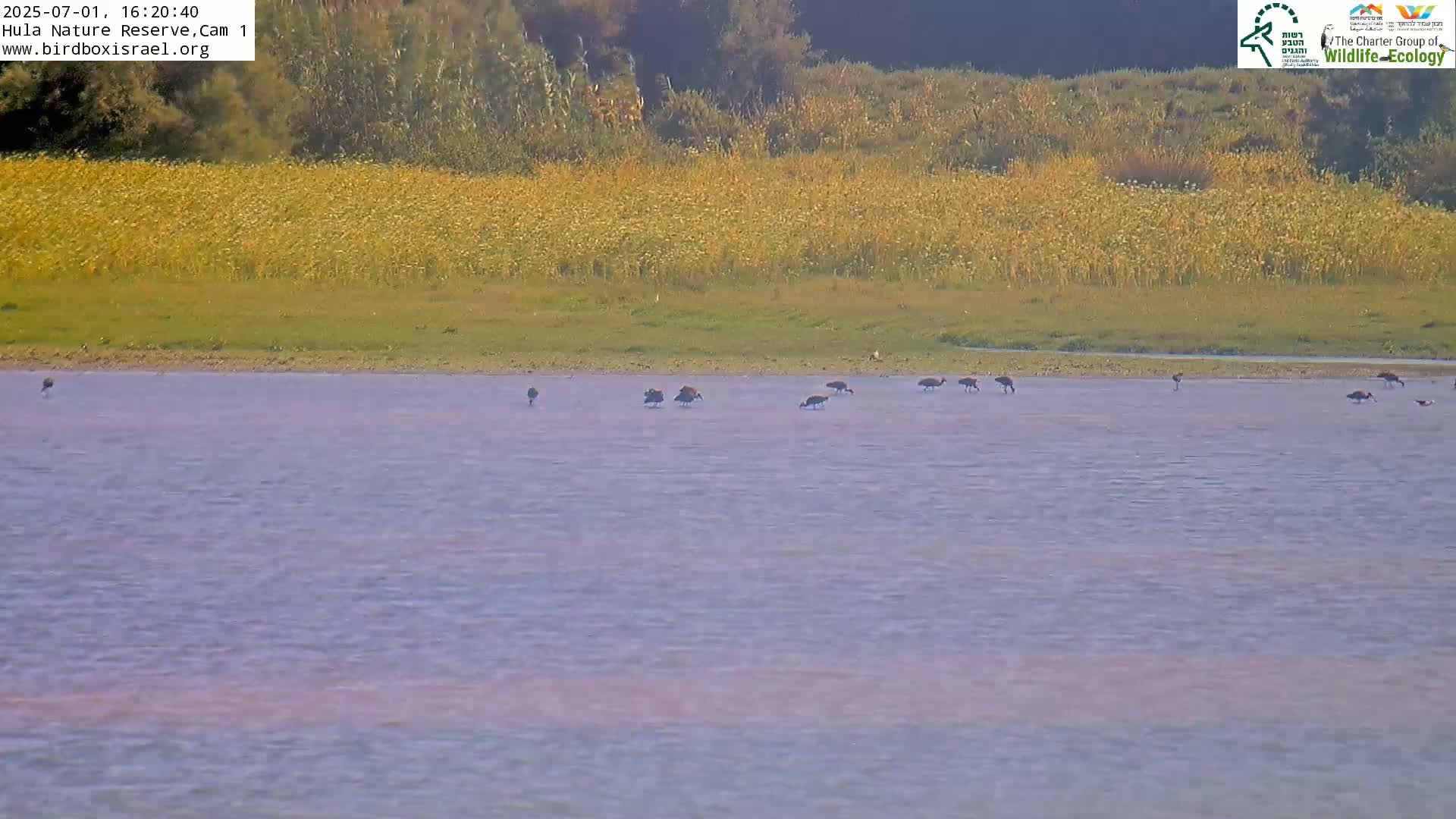 Hula Nature Reserve Bird Life & Israel-Syria Border Golan Hills & Hermon Mountain/Jabal al Shaykh View Live Cam - Yesud Hamaala, Northern, Israel