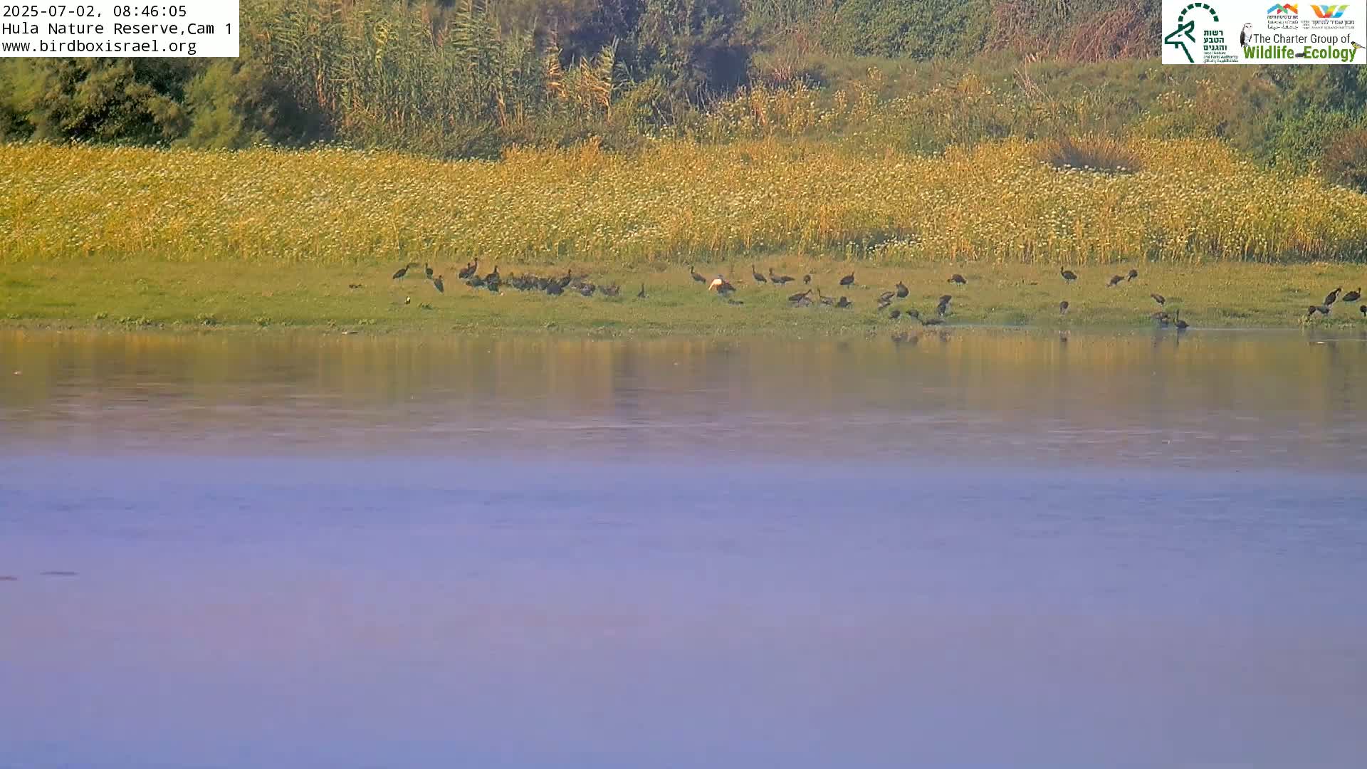 Hula Nature Reserve Bird Life & Israel-Syria Border Golan Hills & Hermon Mountain/Jabal al Shaykh View Live Cam - Yesud Hamaala, Northern, Israel