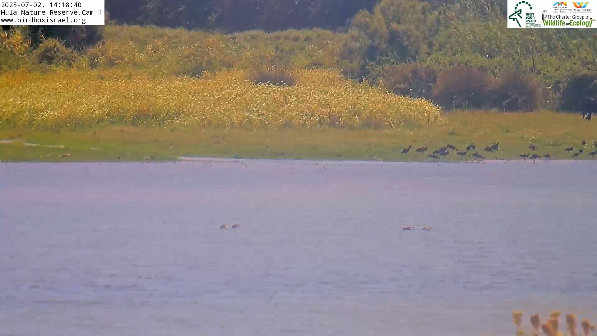 Hula Nature Reserve Bird Life & Israel-Syria Border Golan Hills & Hermon Mountain/Jabal al Shaykh View Live Cam - Yesud Hamaala, Northern, Israel