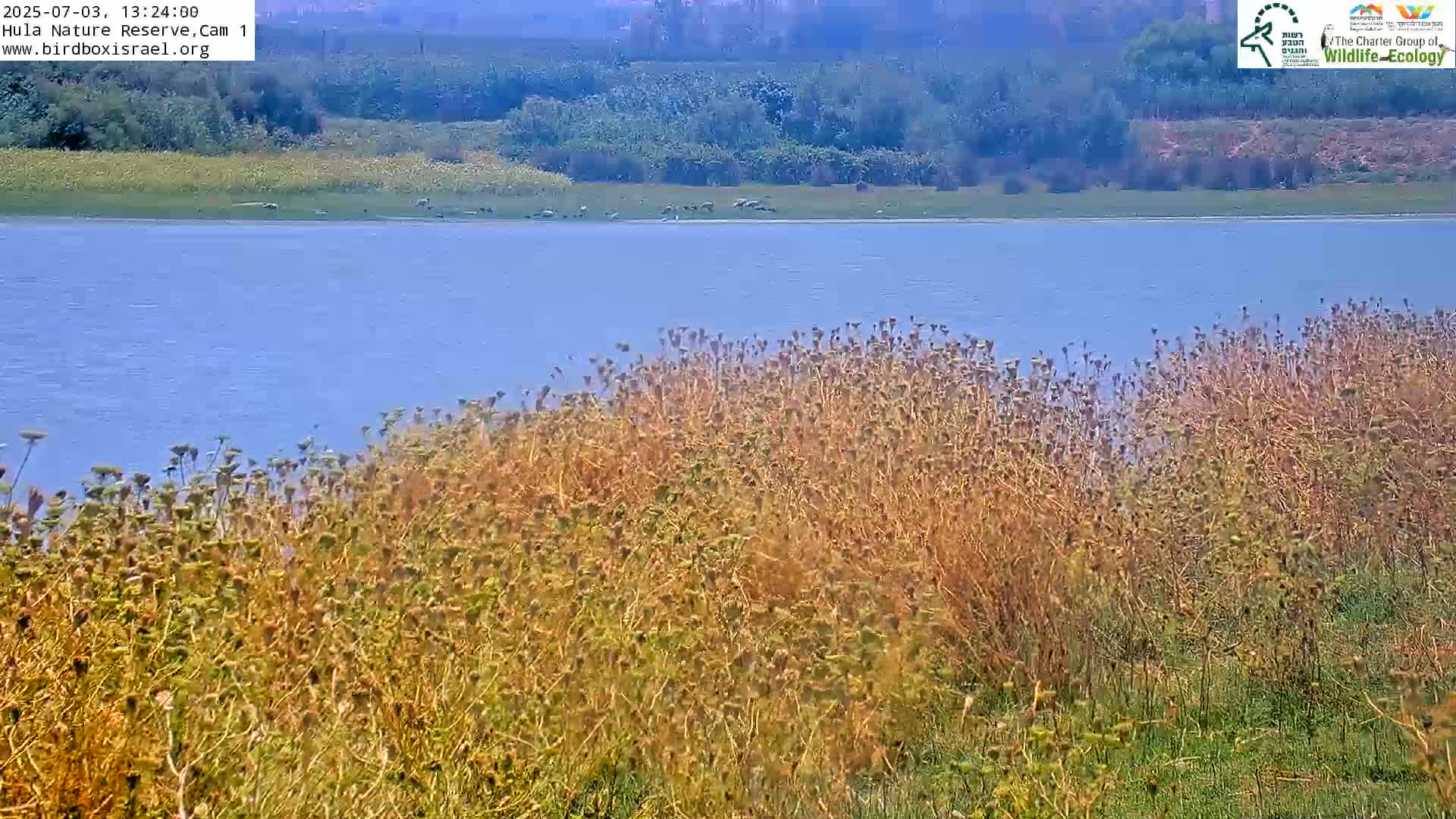 Hula Nature Reserve Bird Life & Israel-Syria Border Golan Hills & Hermon Mountain/Jabal al Shaykh View Live Cam - Yesud Hamaala, Northern, Israel