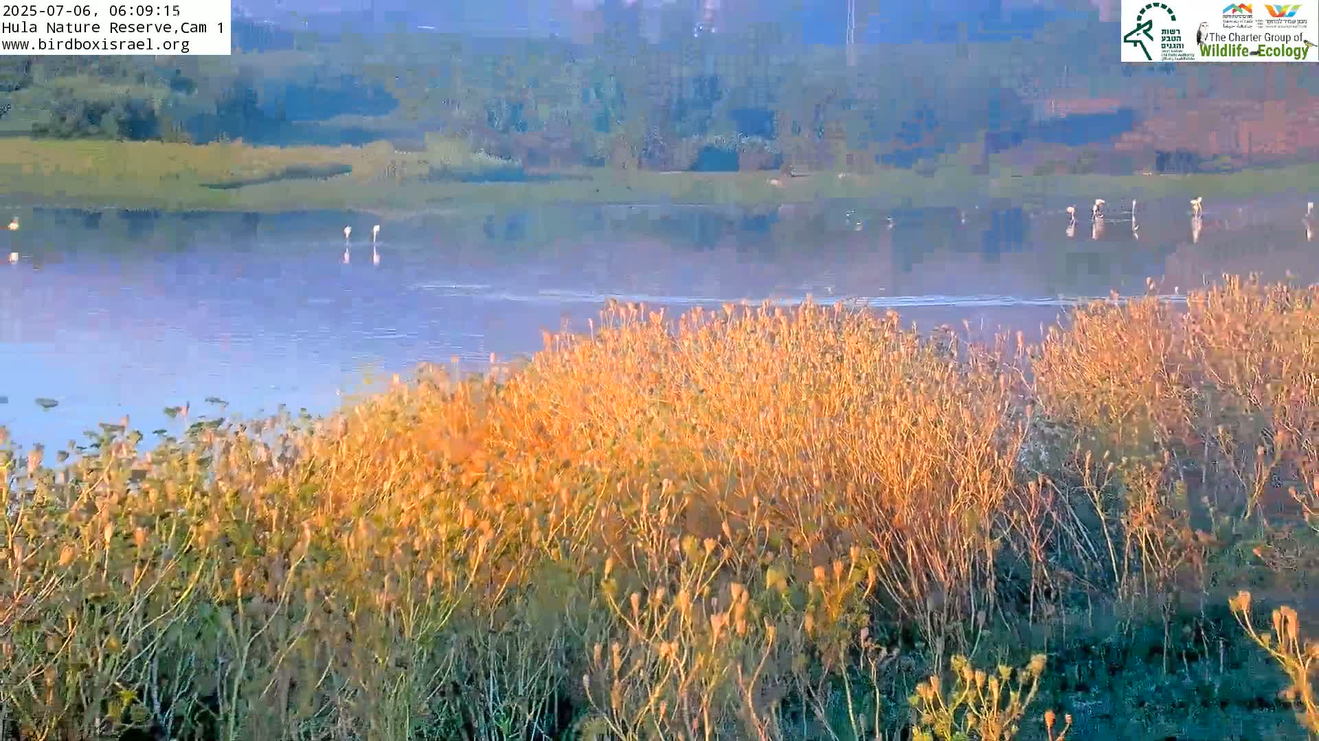 Hula Nature Reserve Bird Life & Israel-Syria Border Golan Hills & Hermon Mountain/Jabal al Shaykh View Live Cam - Yesud Hamaala, Northern, Israel