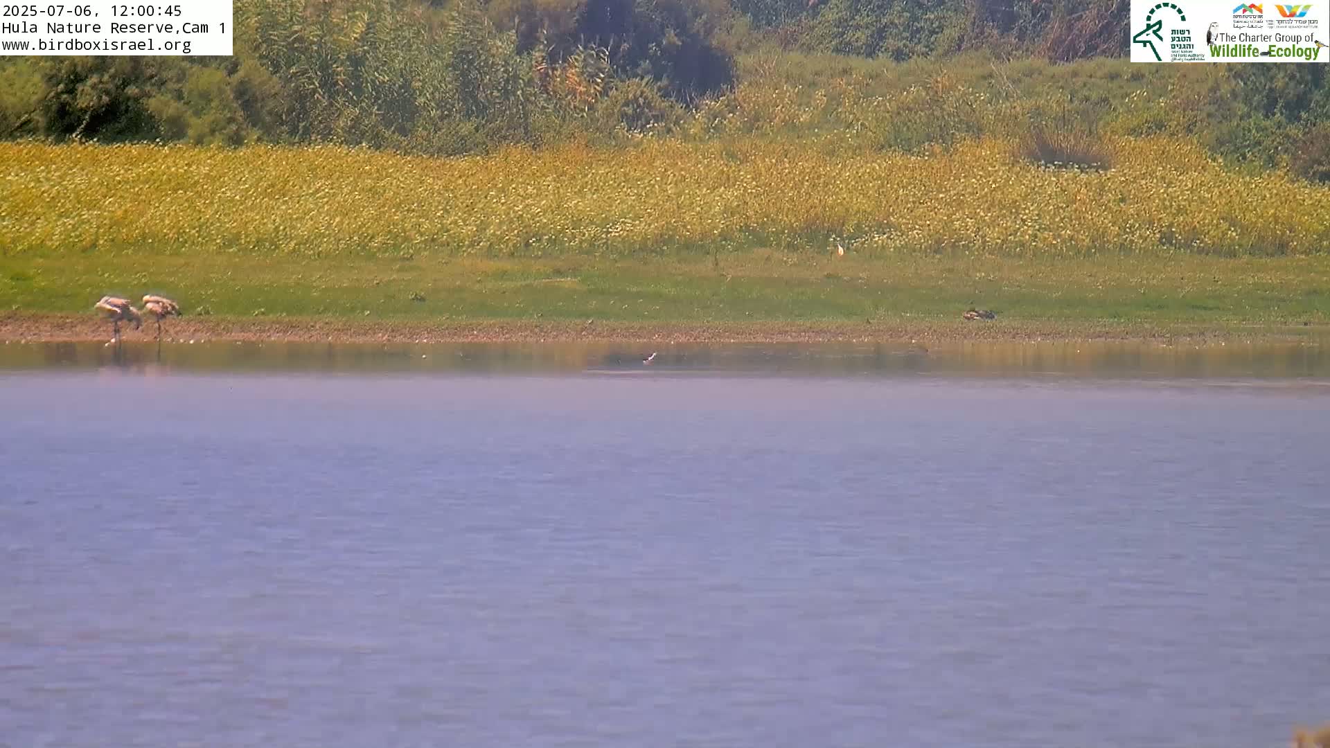 Hula Nature Reserve Bird Life & Israel-Syria Border Golan Hills & Hermon Mountain/Jabal al Shaykh View Live Cam - Yesud Hamaala, Northern, Israel