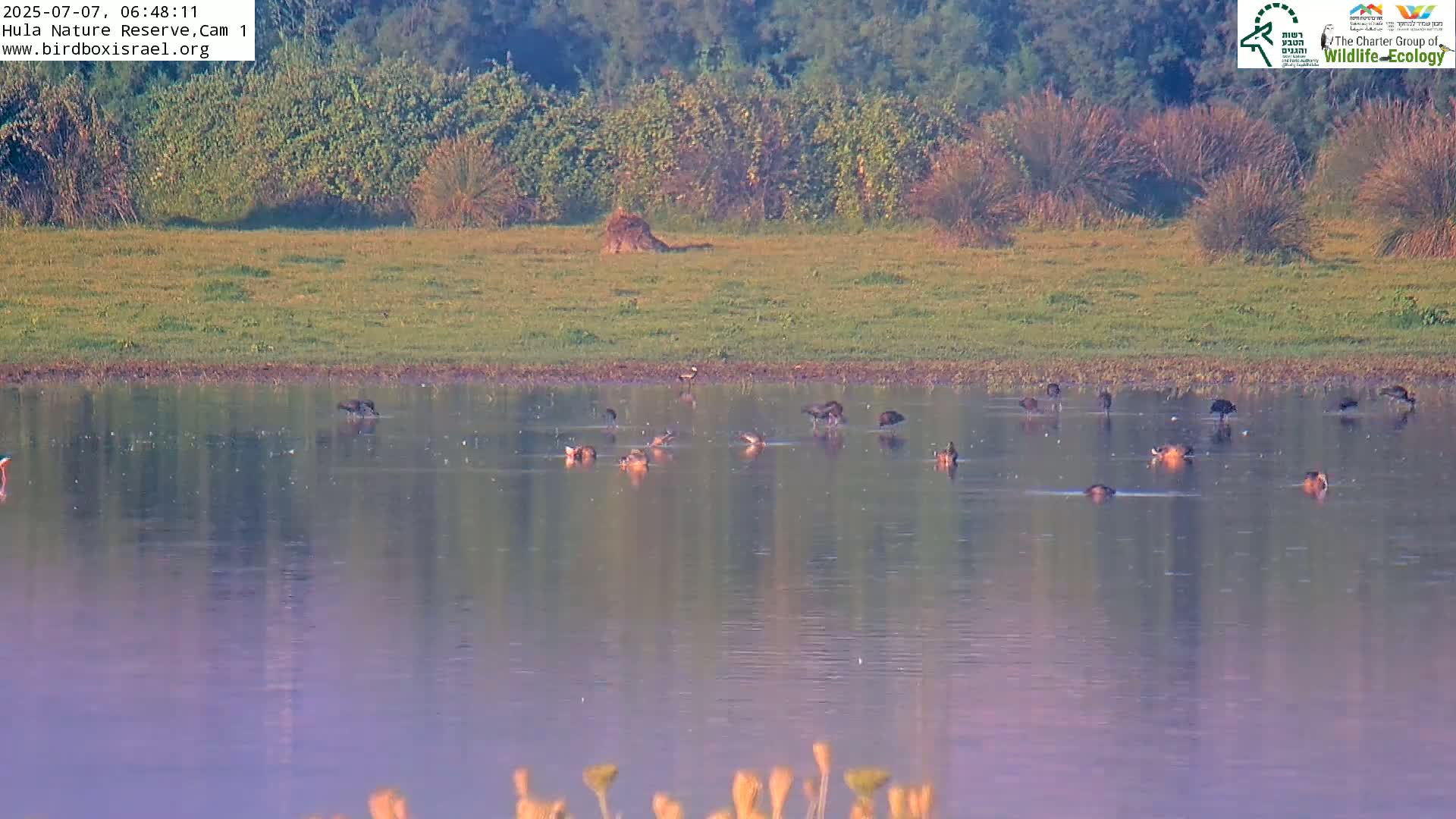Hula Nature Reserve Bird Life & Israel-Syria Border Golan Hills & Hermon Mountain/Jabal al Shaykh View Live Cam - Yesud Hamaala, Northern, Israel