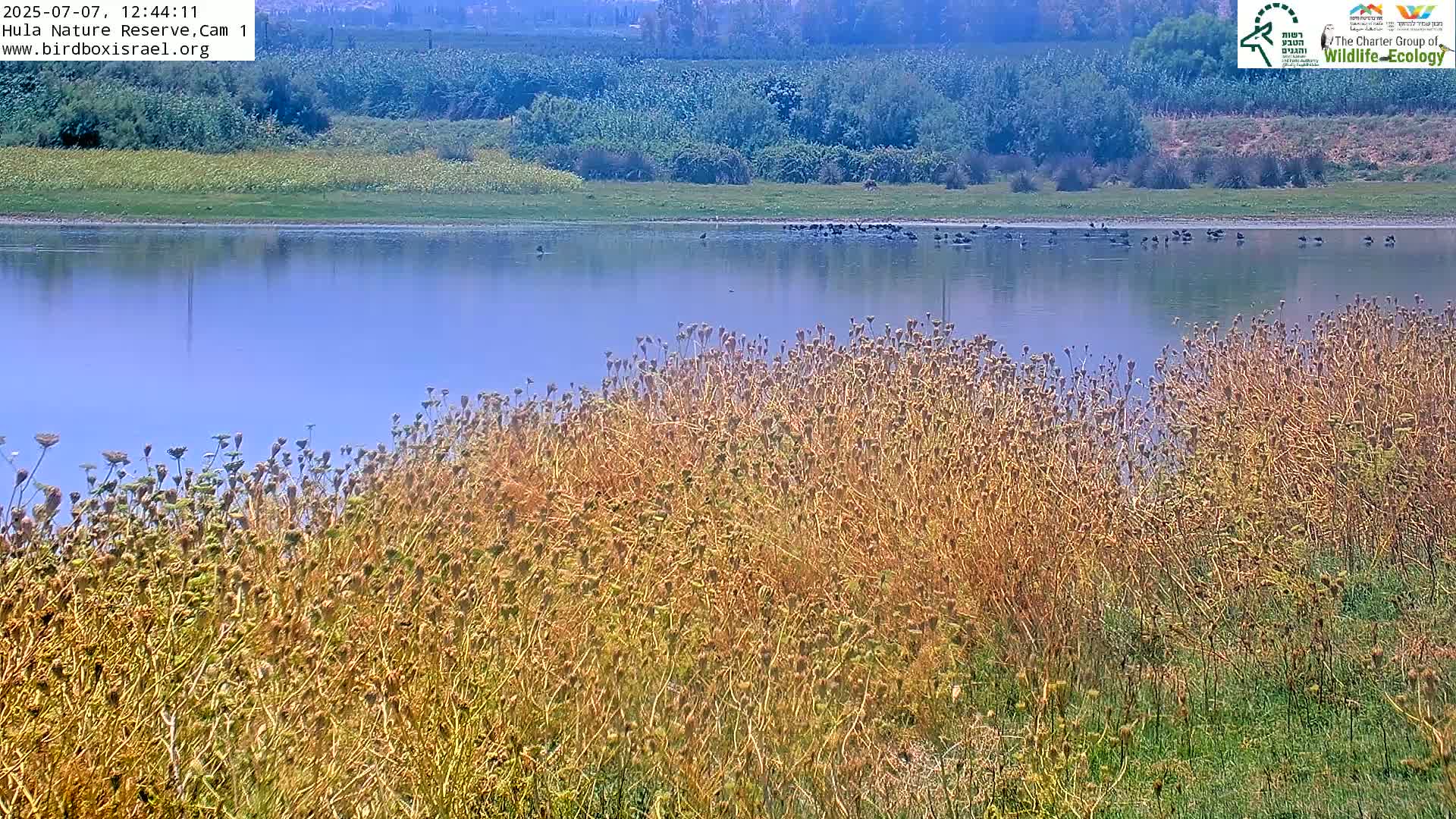 Hula Nature Reserve Bird Life & Israel-Syria Border Golan Hills & Hermon Mountain/Jabal al Shaykh View Live Cam - Yesud Hamaala, Northern, Israel