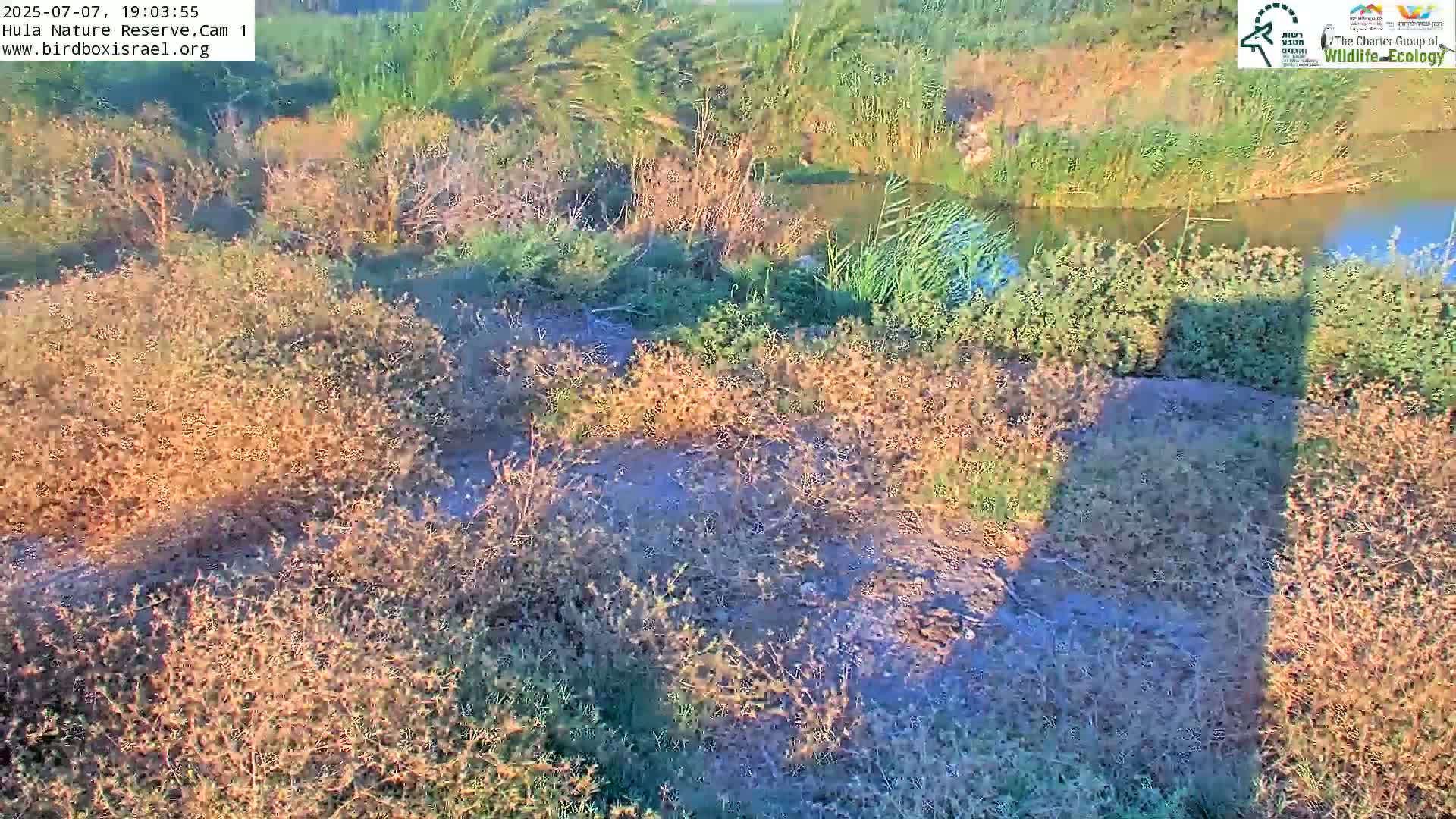 Hula Nature Reserve Bird Life & Israel-Syria Border Golan Hills & Hermon Mountain/Jabal al Shaykh View Live Cam - Yesud Hamaala, Northern, Israel